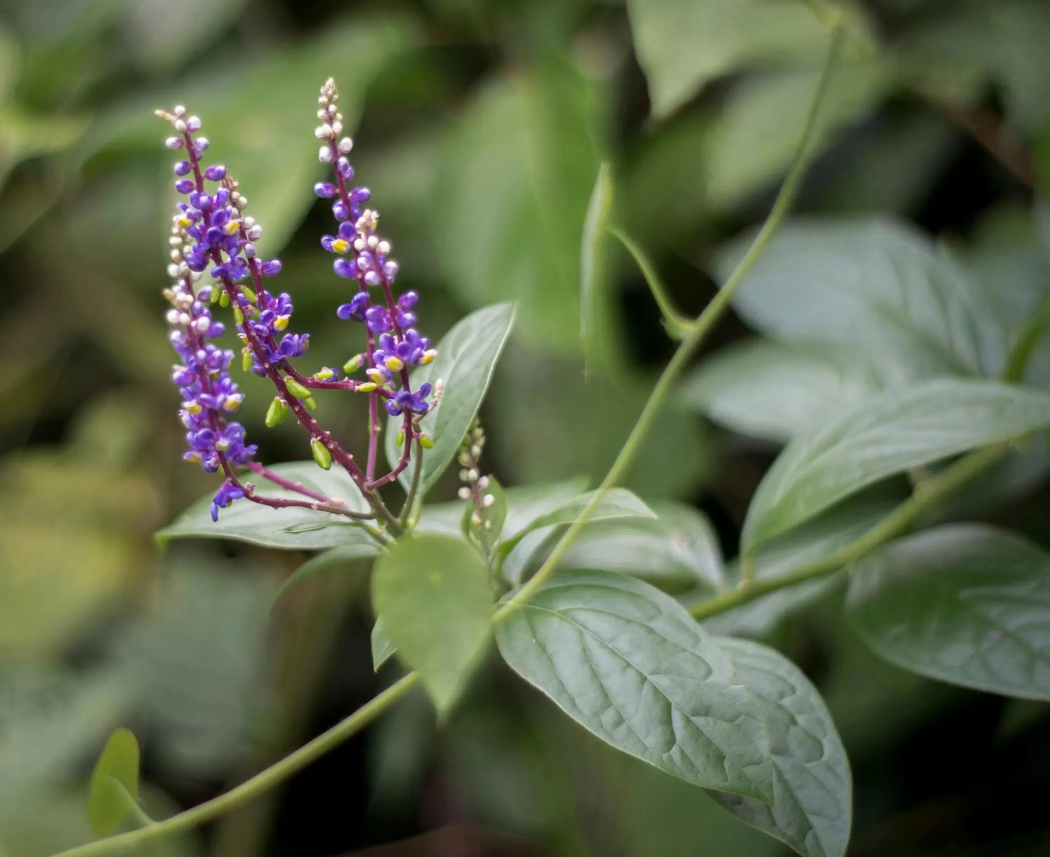 Garden in Hotel Kokoro Mineral Hot Springs