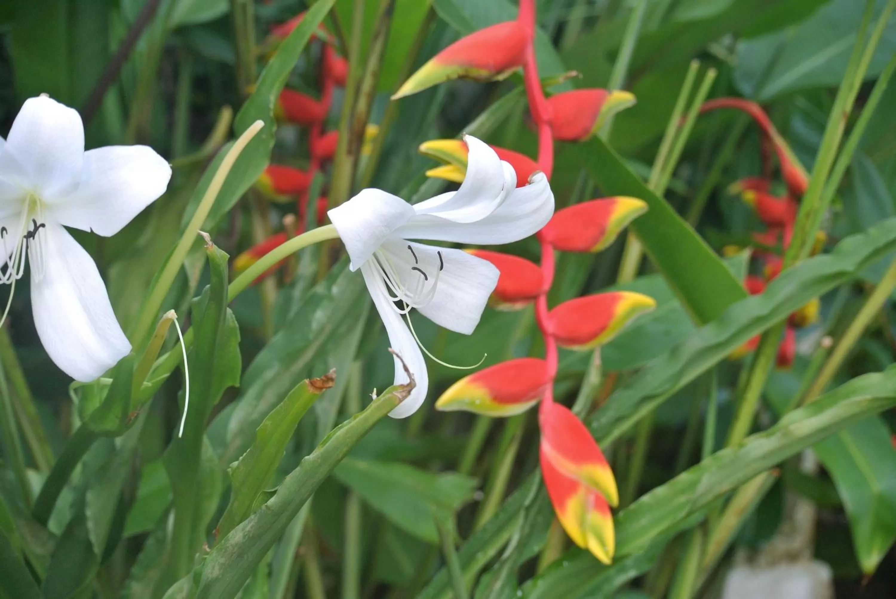 Garden in "27" Spathodea- Oasis in the City