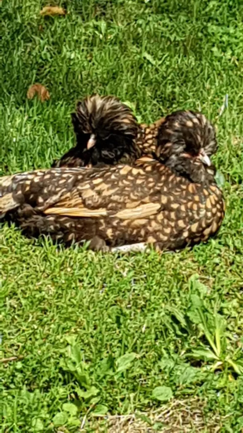 Other Animals in Chambres d'Hotes Carpediem