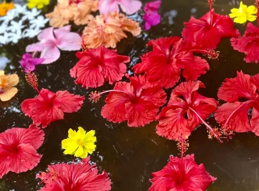 Garden in Villa Jacaranda