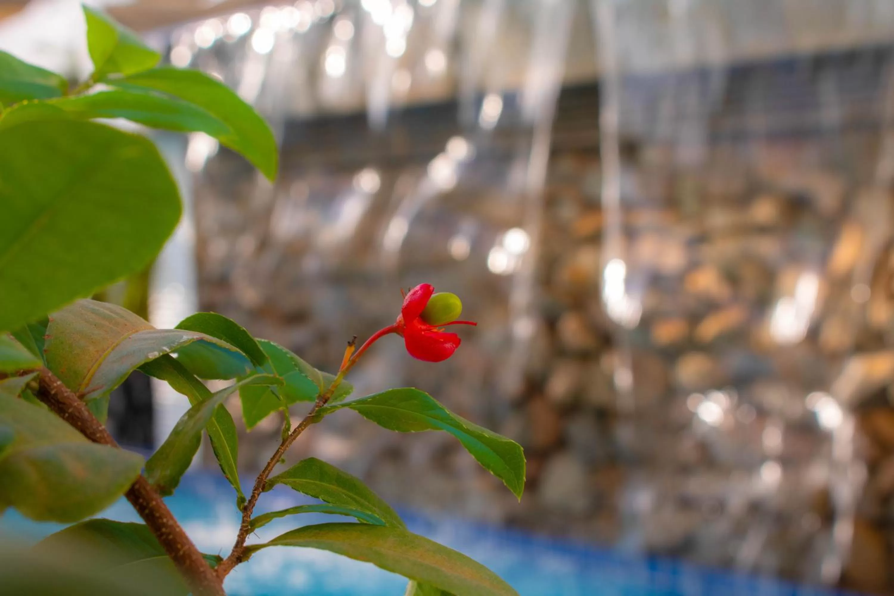 Garden in The Blanc Residence