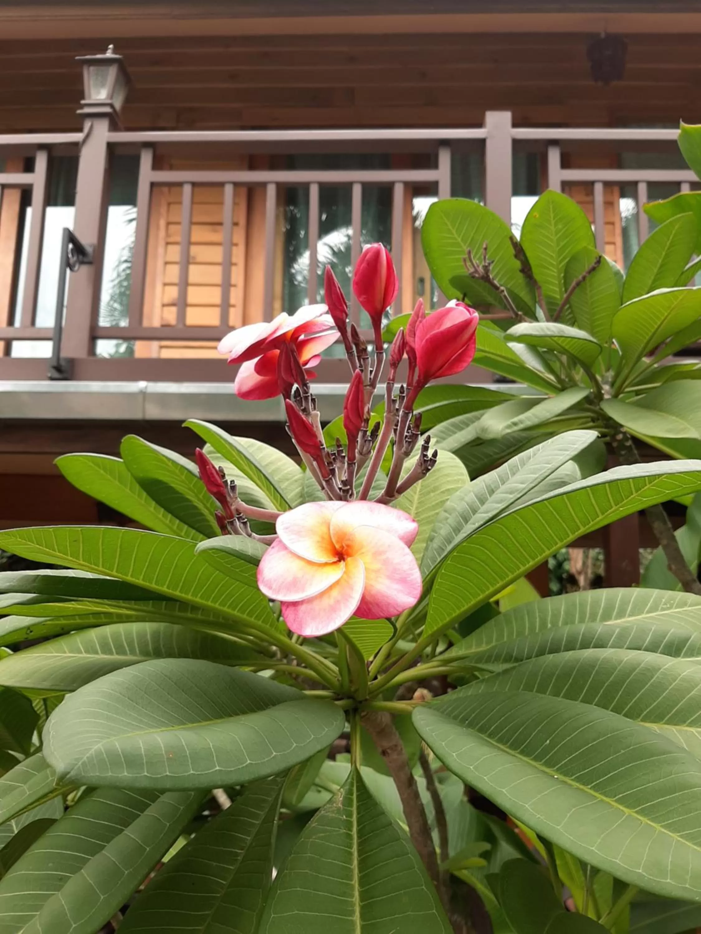 Balcony/Terrace in Liam's Guesthouse Adults Only