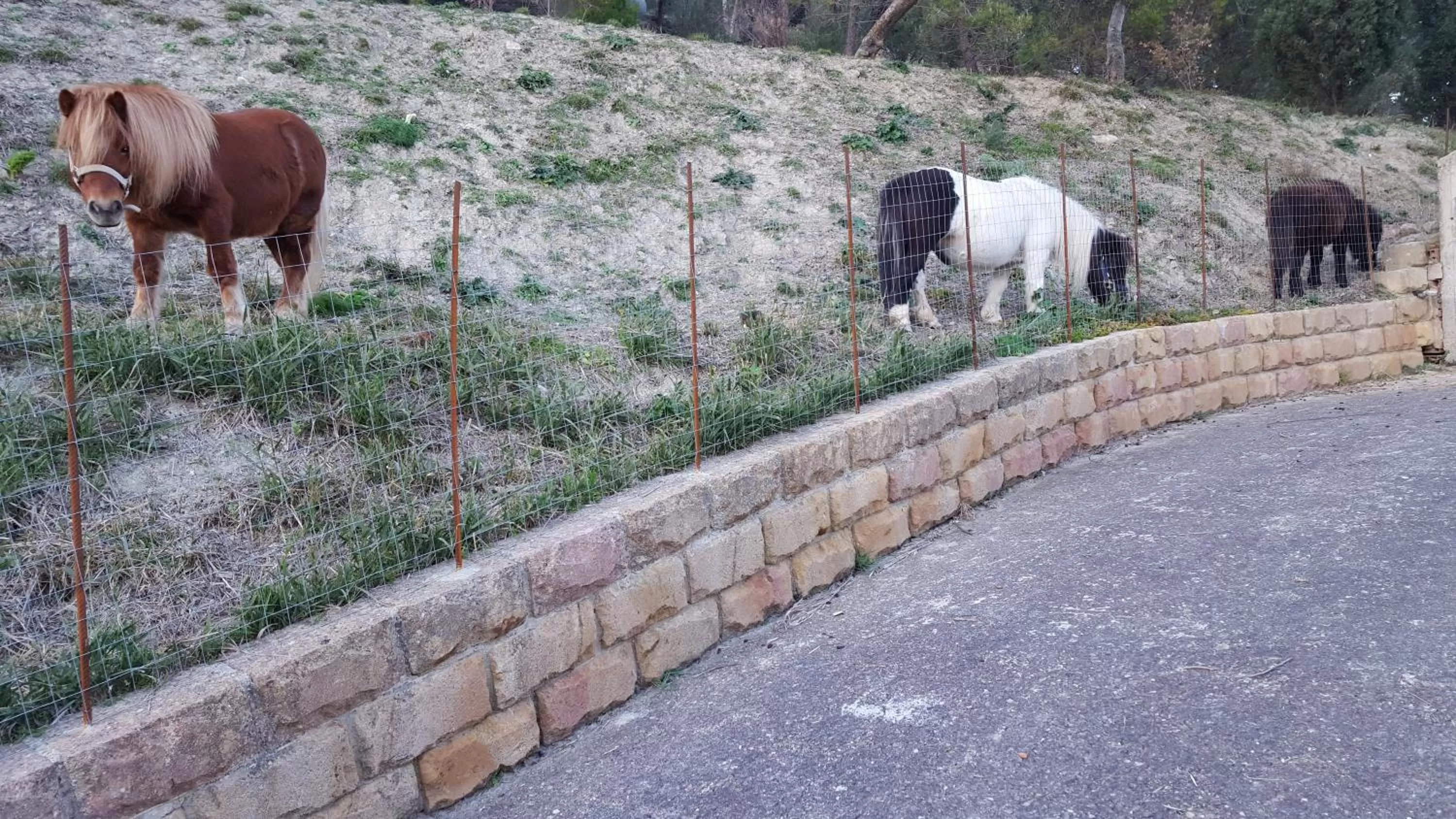 Animals in B&B - Affittacamere da Pietro - Enna