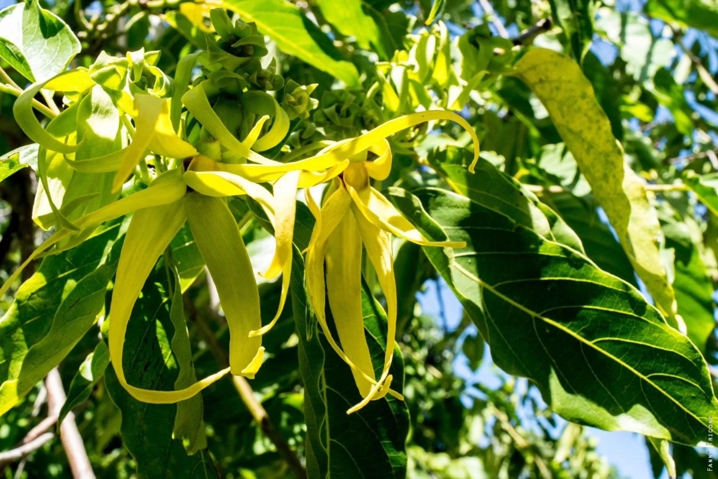 Garden in Horse Cottage