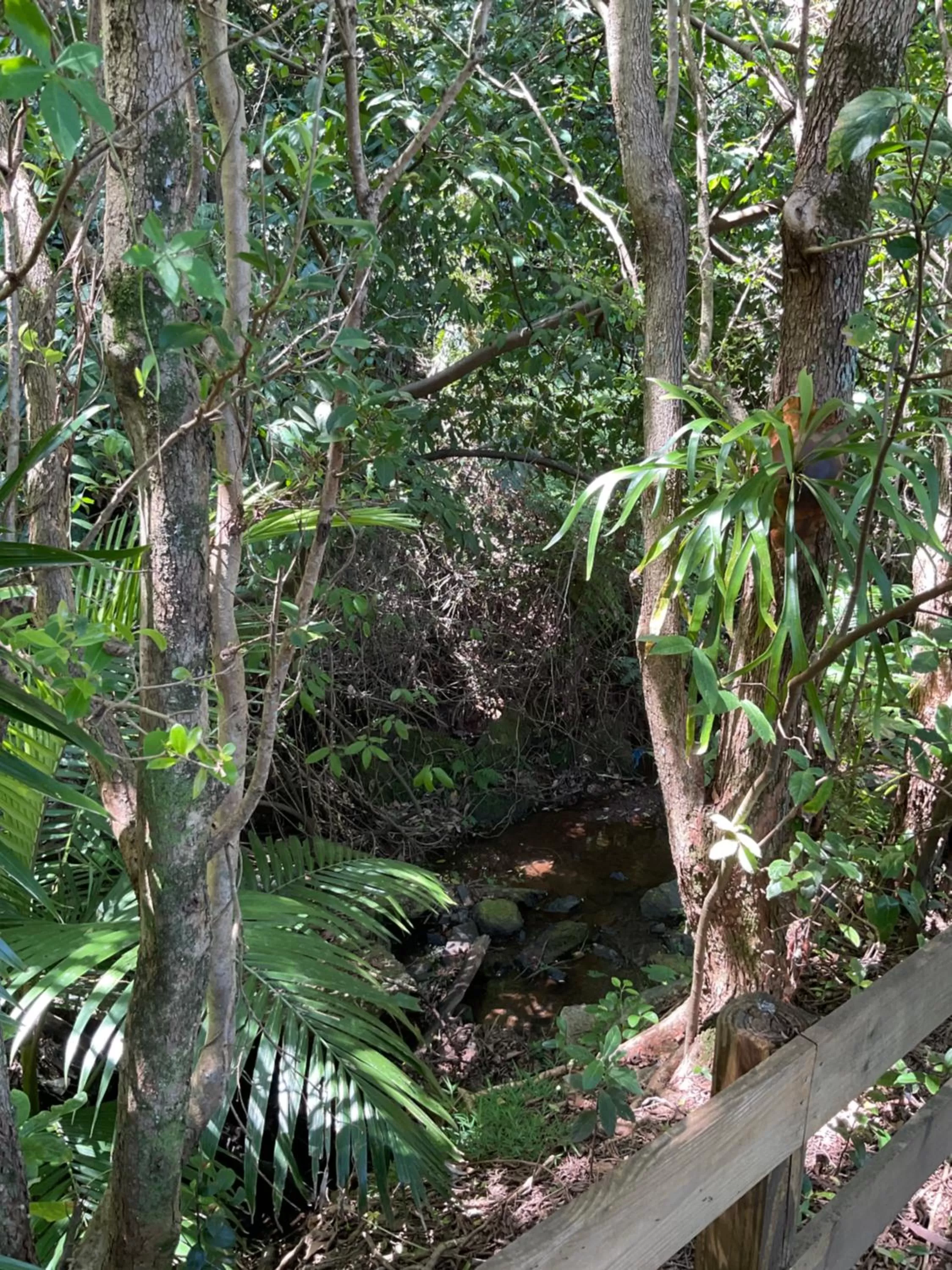 Garden in Private Suite Nautilus Beach Front Resort
