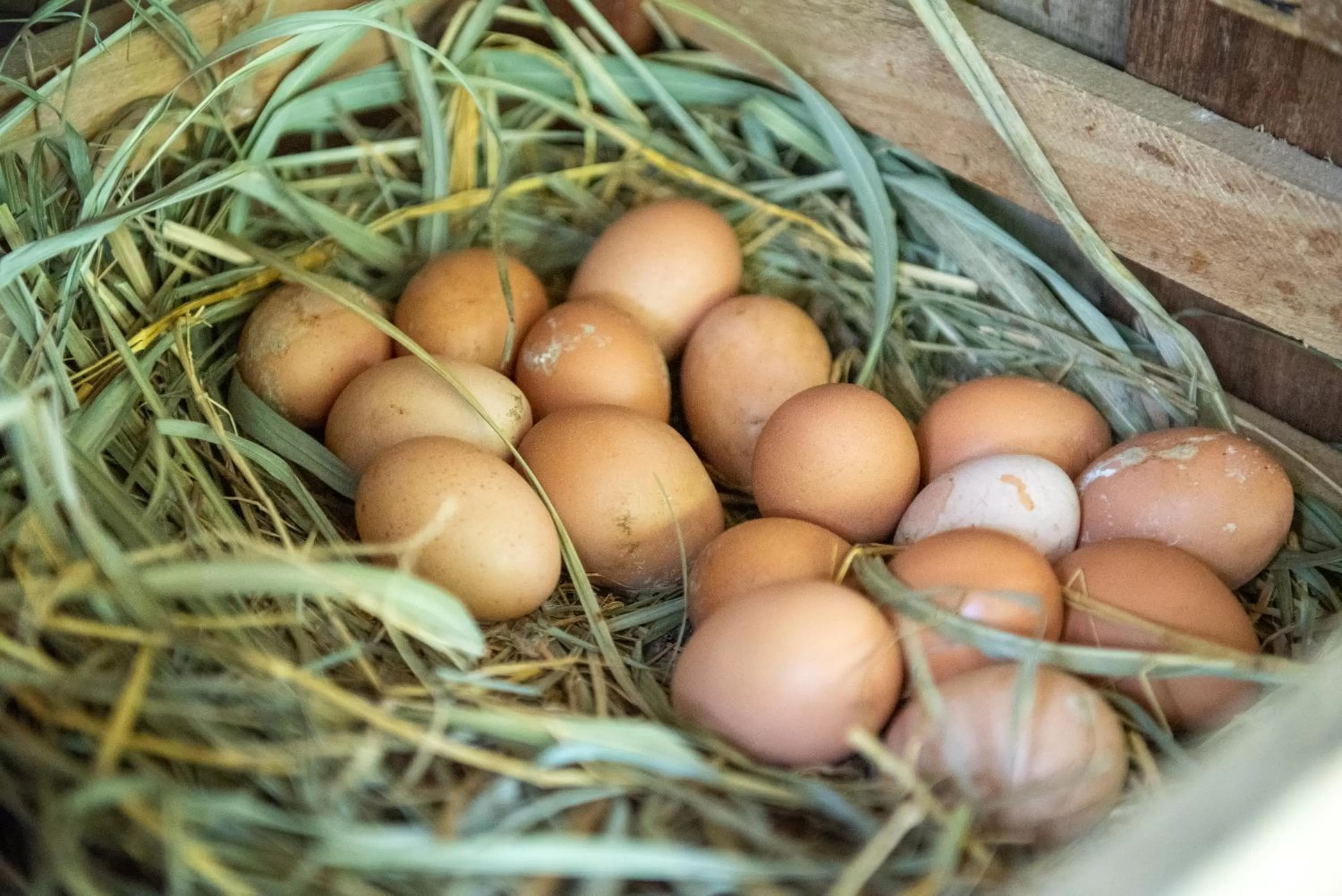 Activities in The Legacy River Kwai Resort