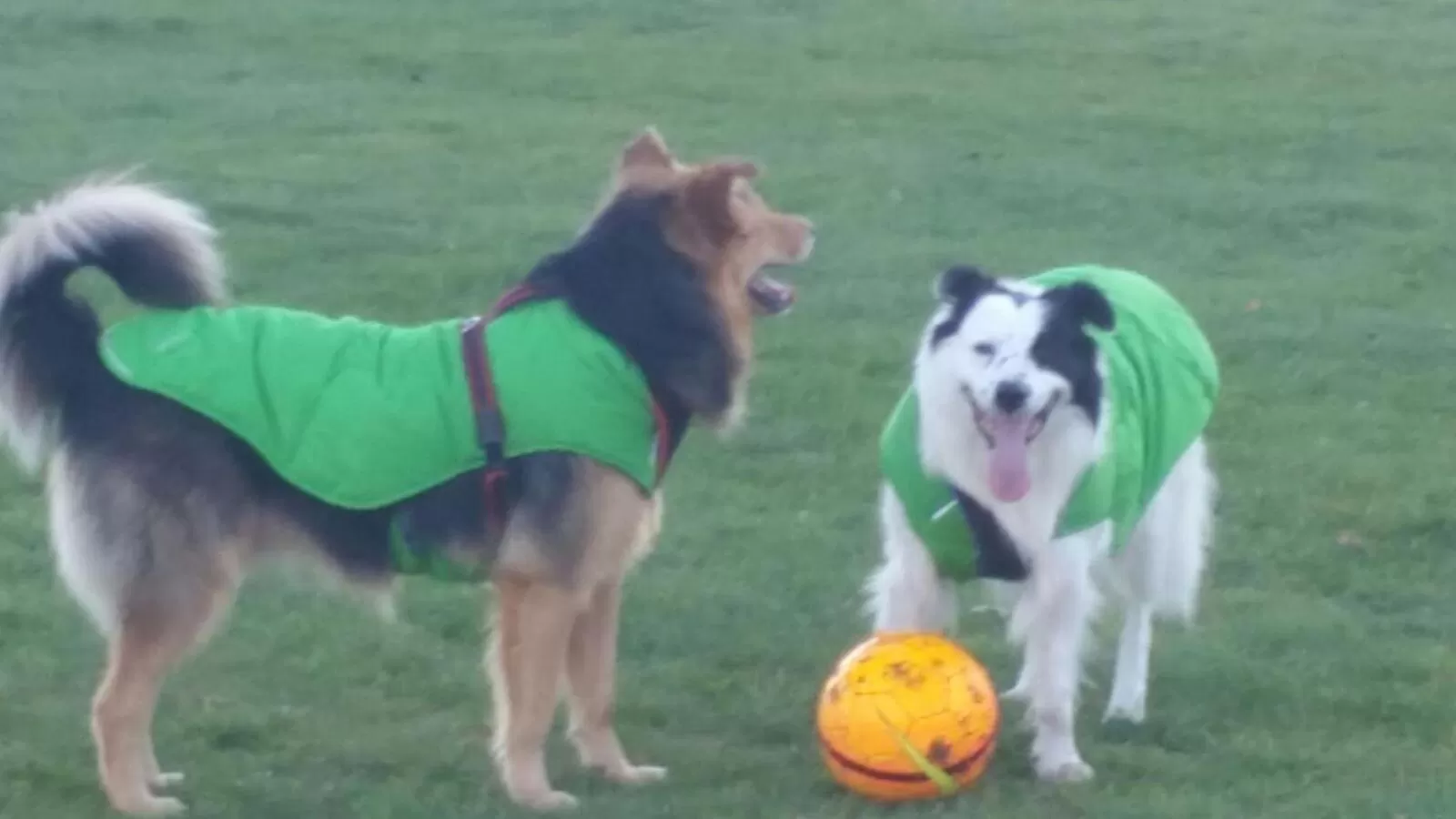 Pets, Other Animals in PURE WELLNESS SEA-VIEW Beluga & Dolphin Luxury HOTEL apartments