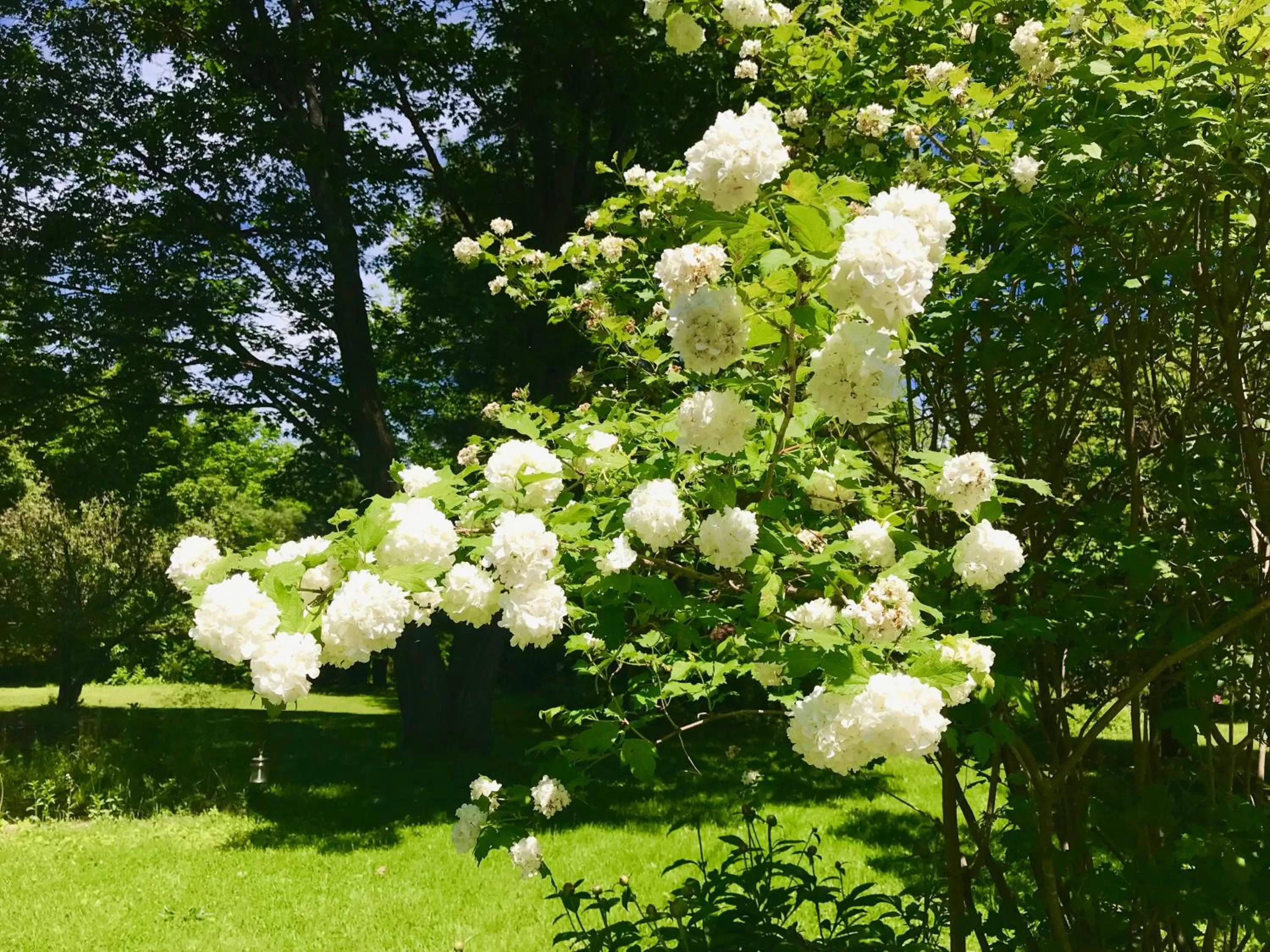Garden in Auberge Tom B&B
