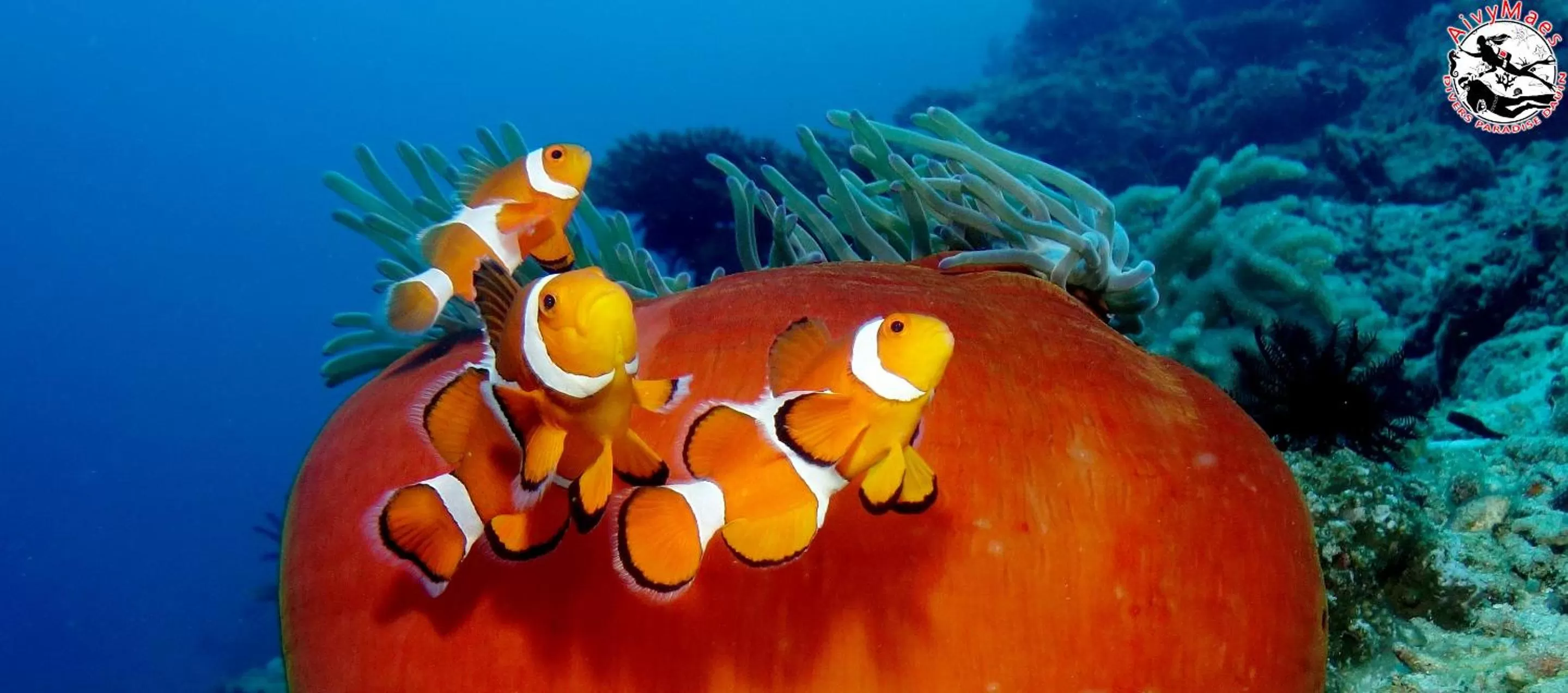Snorkeling in AivyMaes Divers Resort