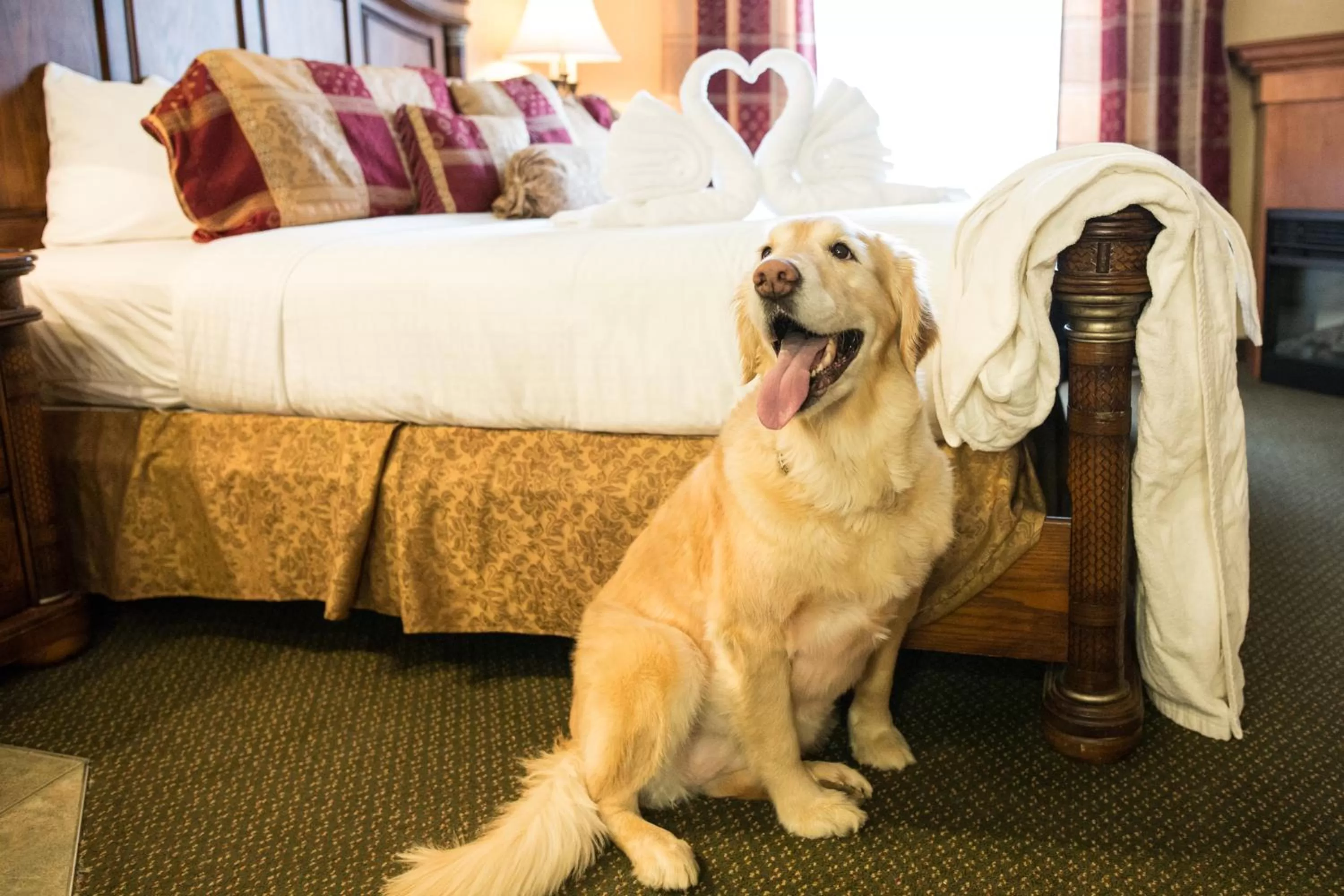 Pets, Bed in Merit Hotel & Suites