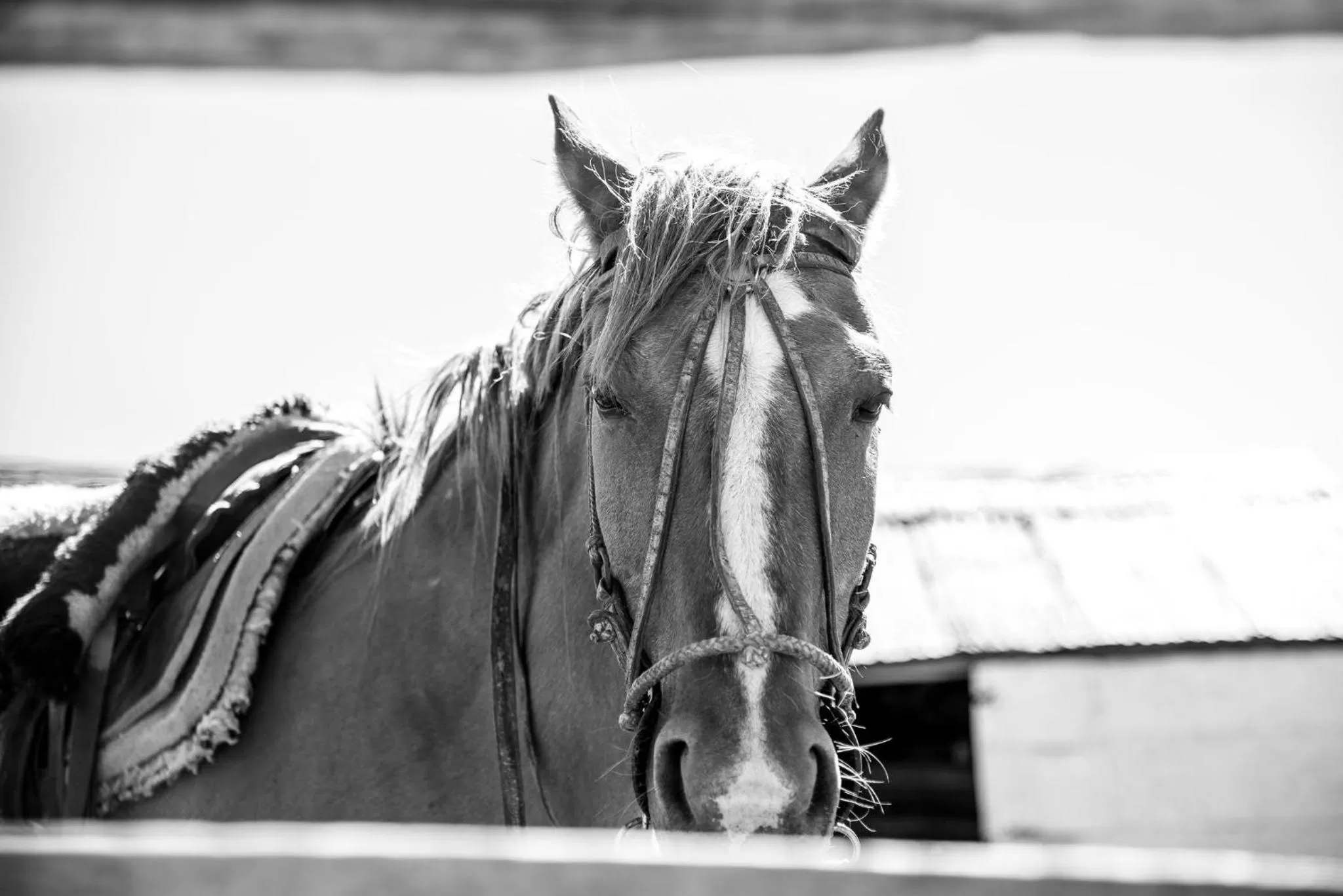 Other Animals in Hostería El Galpón Del Glaciar