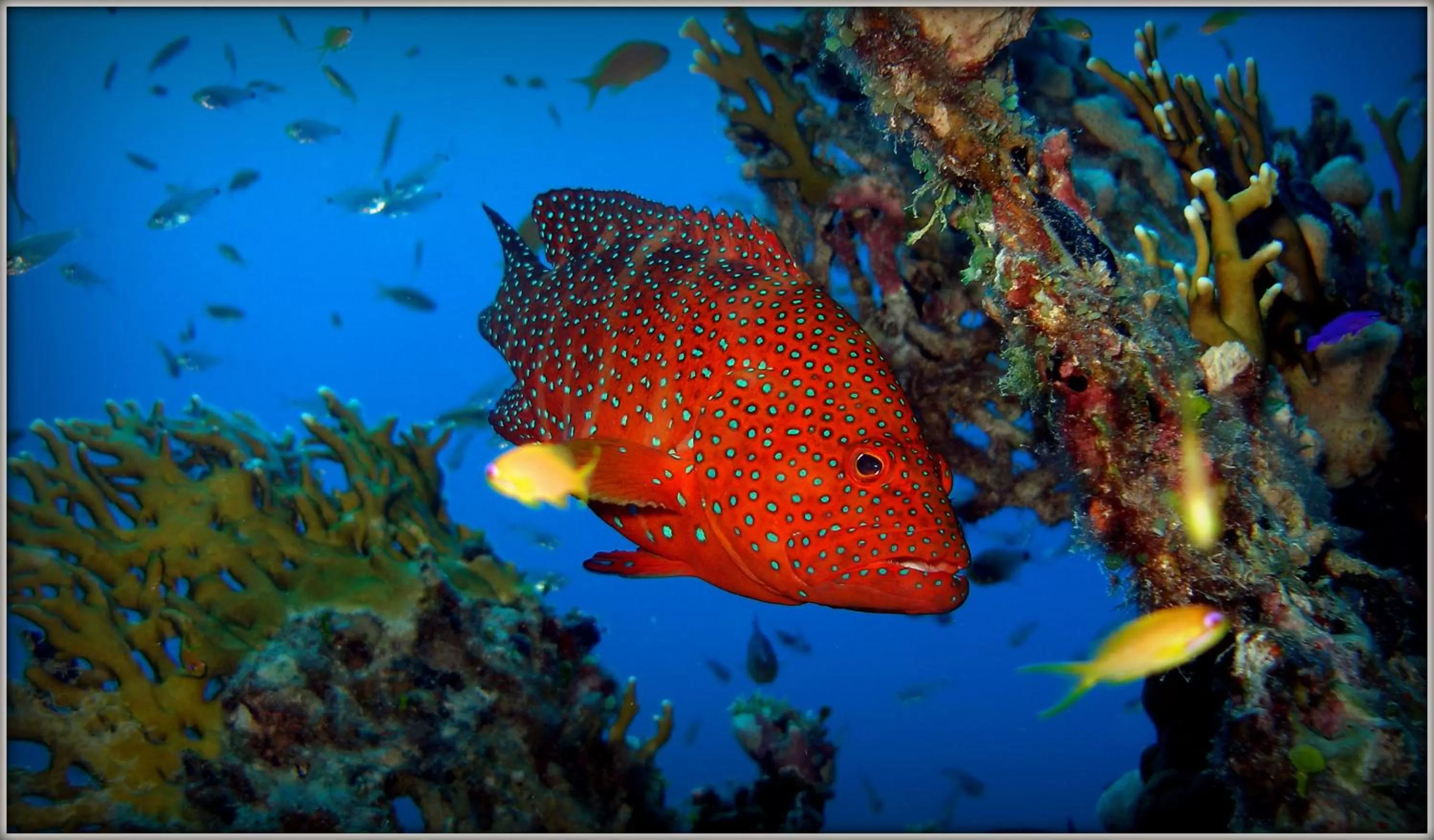 Snorkeling in Coral Sun Beach