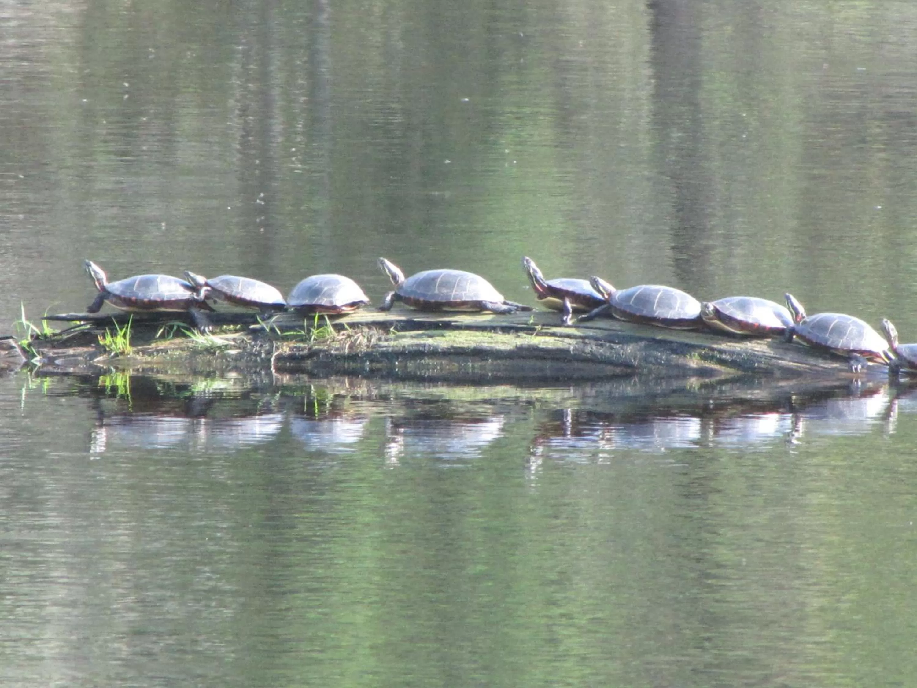 Animals, Other Animals in Shambhala Bed and Breakfast