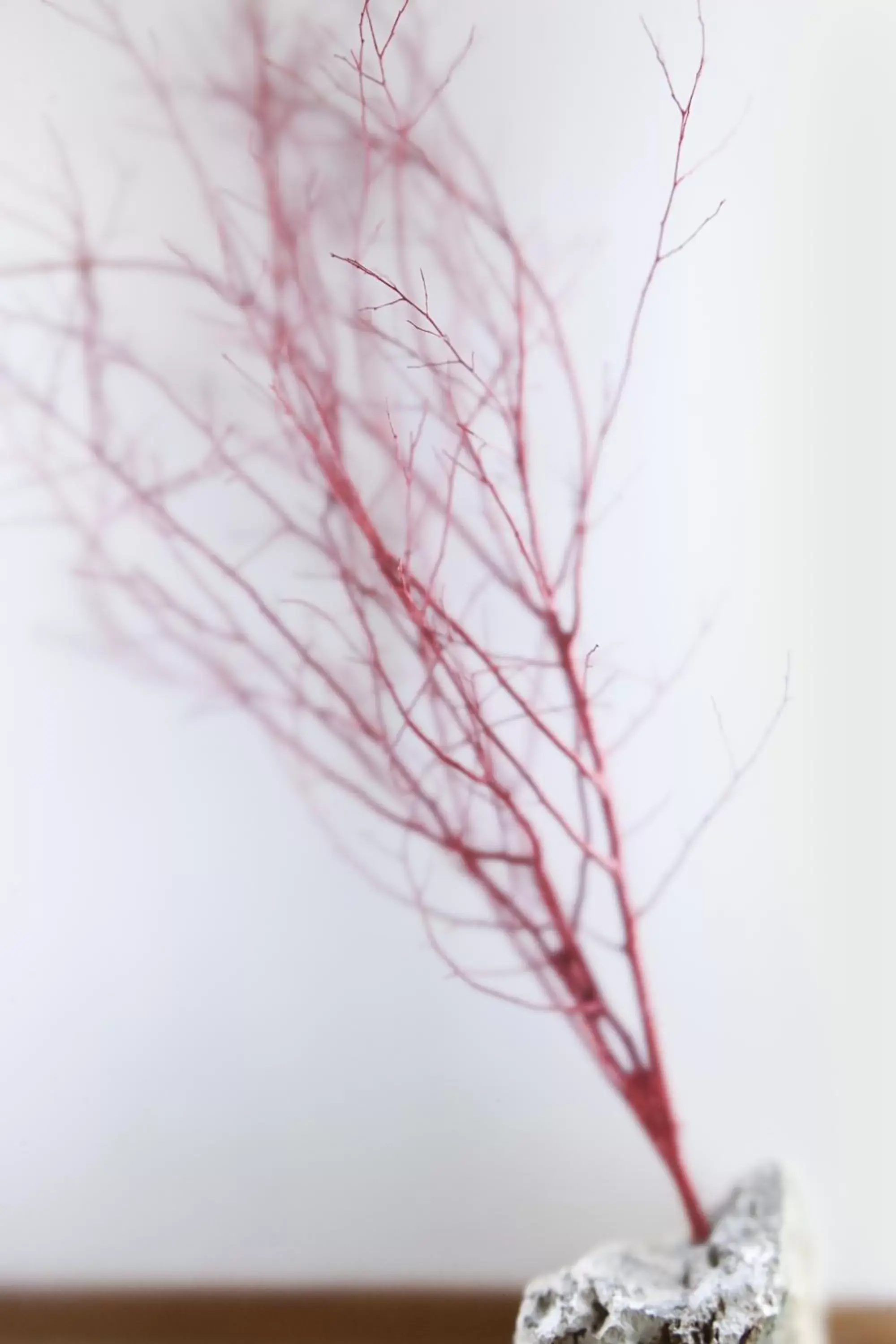 Single Room in Hotel Charleston Single Room in Hotel Charleston