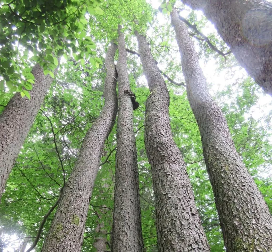 FeWo Landhaus Ederlust HeilungsRäume eV