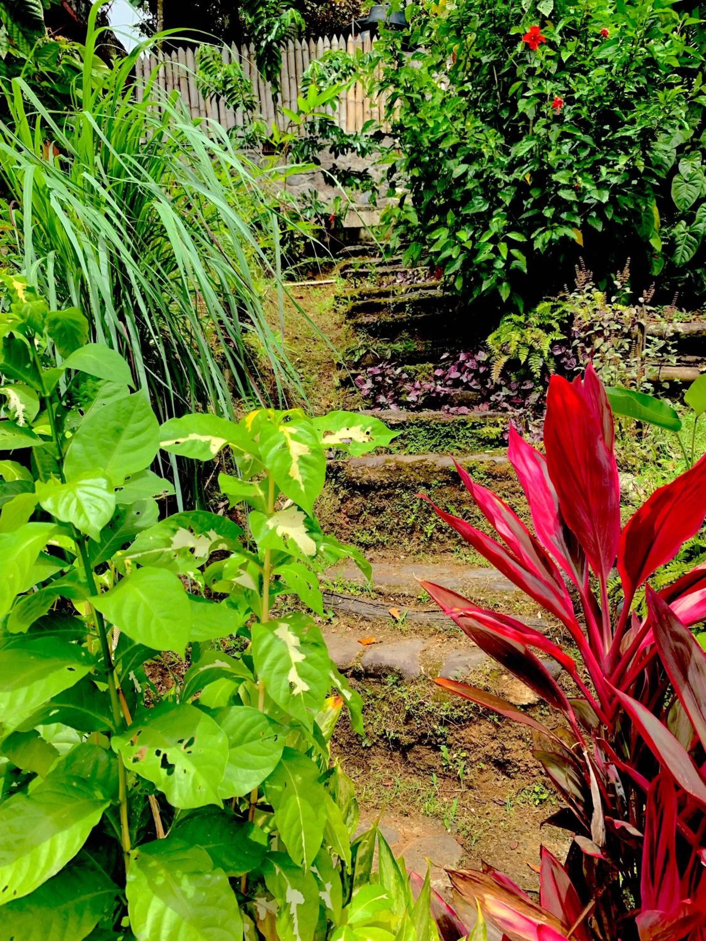 Garden in Cocoa Cottage
