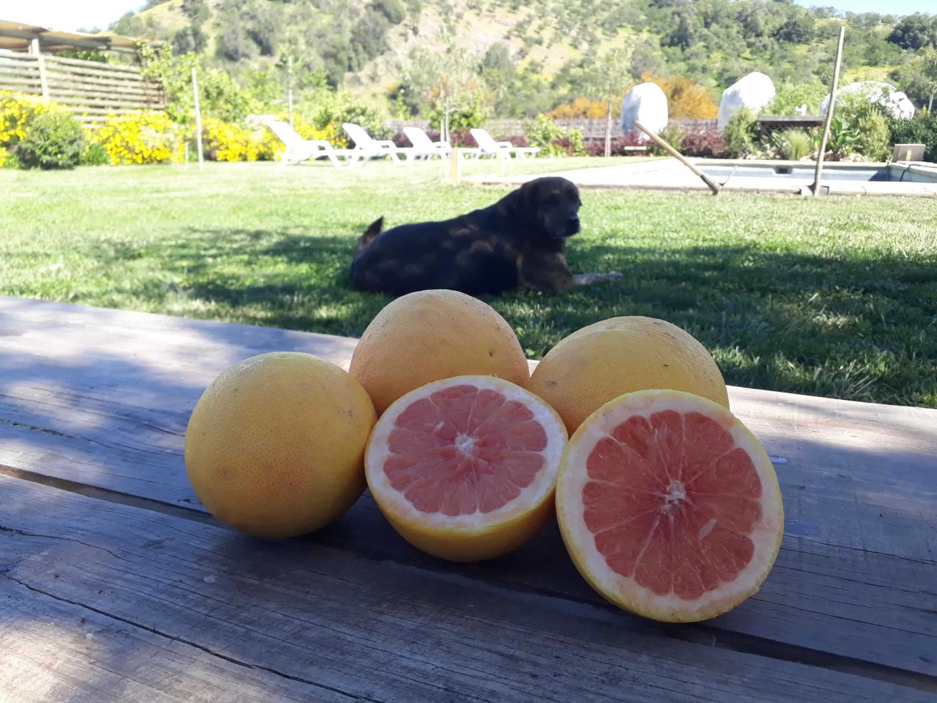 Garden view in Callihue Lodge