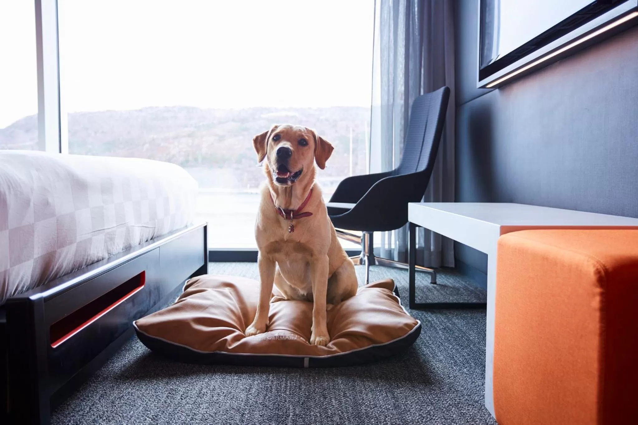 Pets in Alt Hotel St. John's