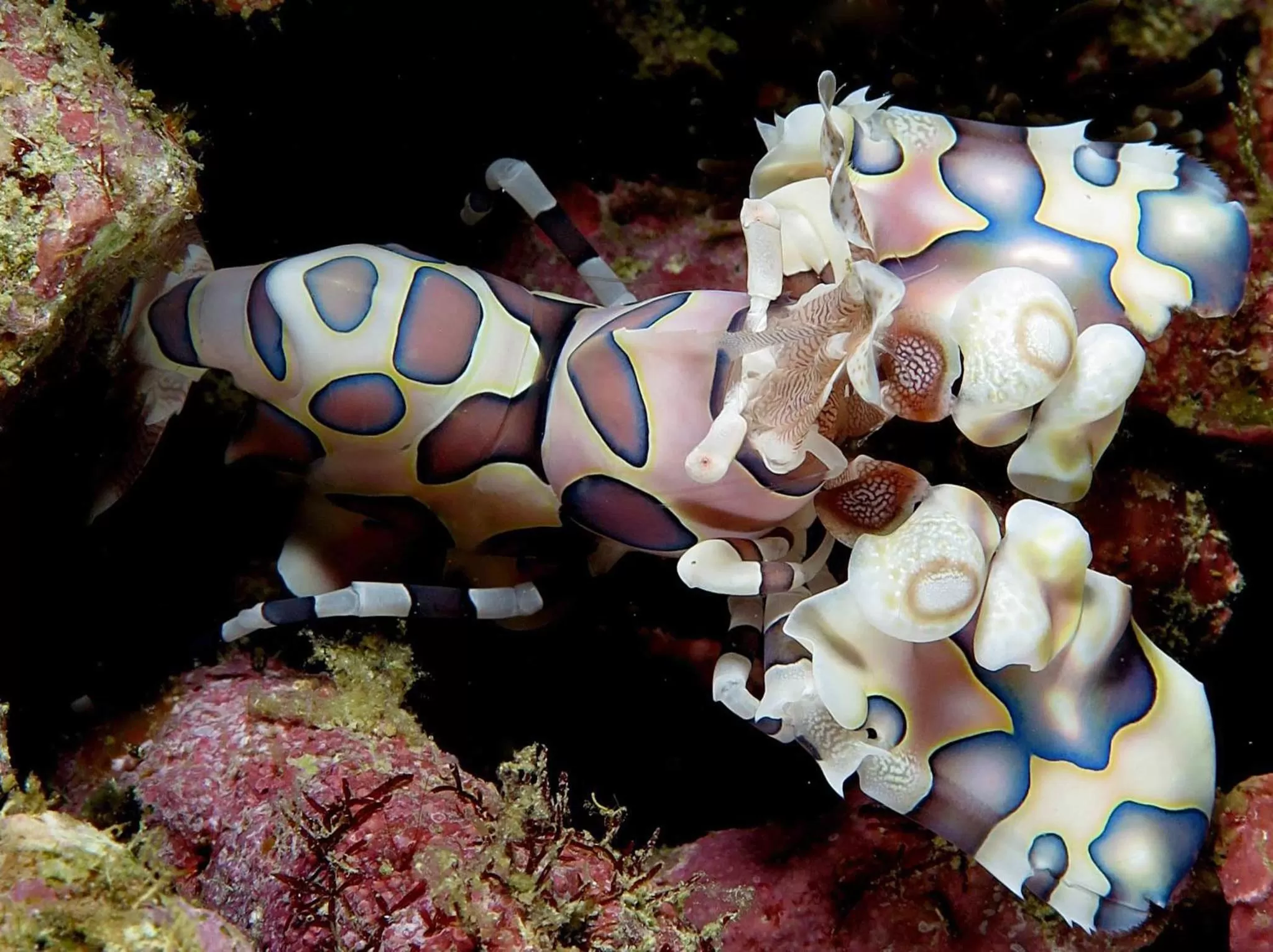 Diving in Malapascua Exotic Island Dive Resort
