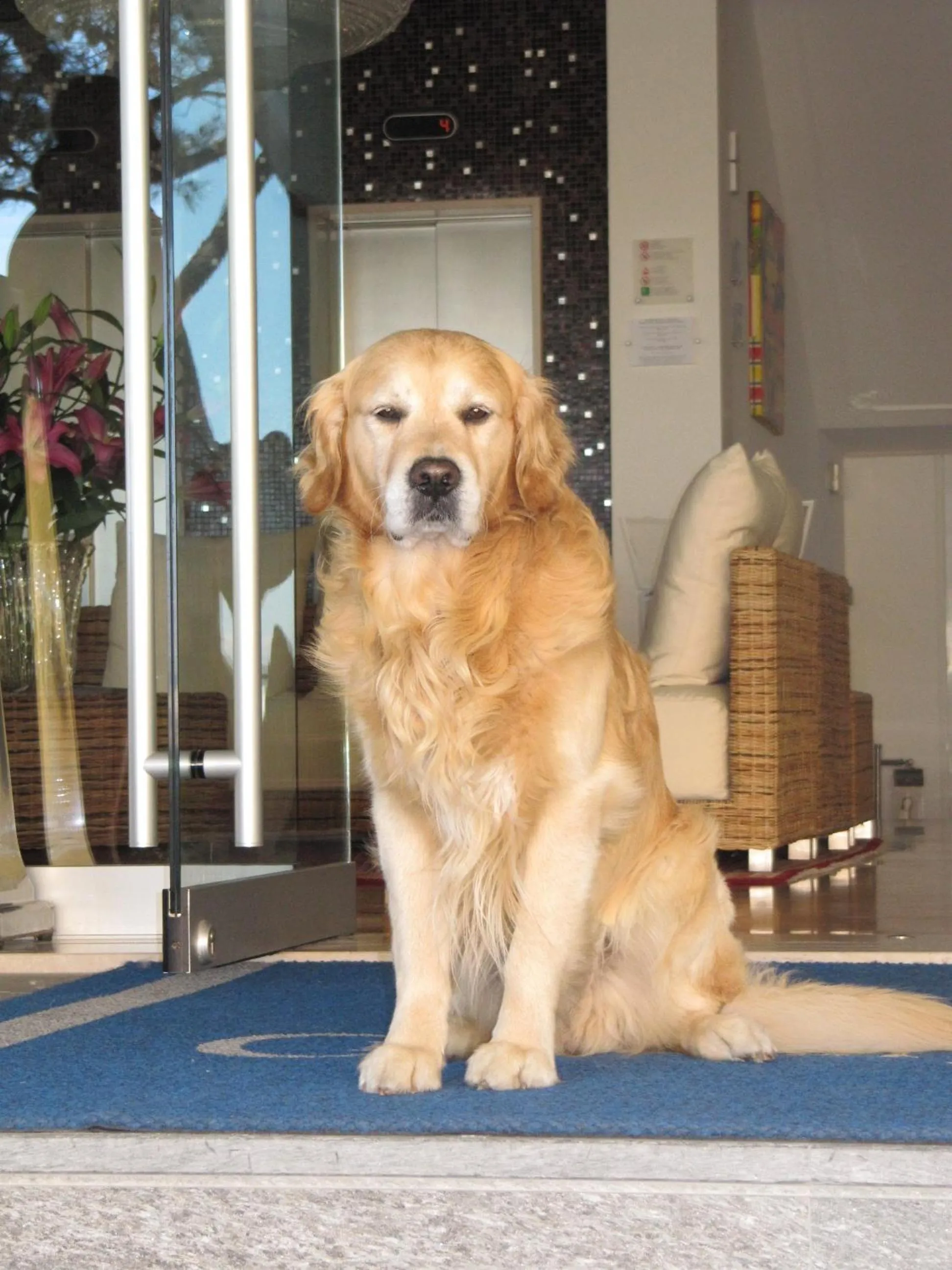 Pets in Hotel Croce Di Malta