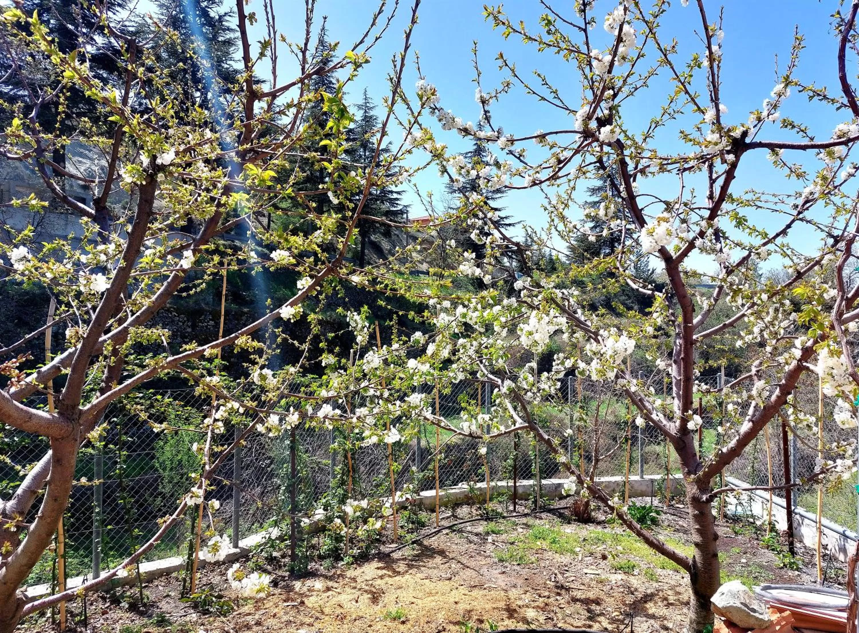 Natural landscape in Agros Green Valley Suites
