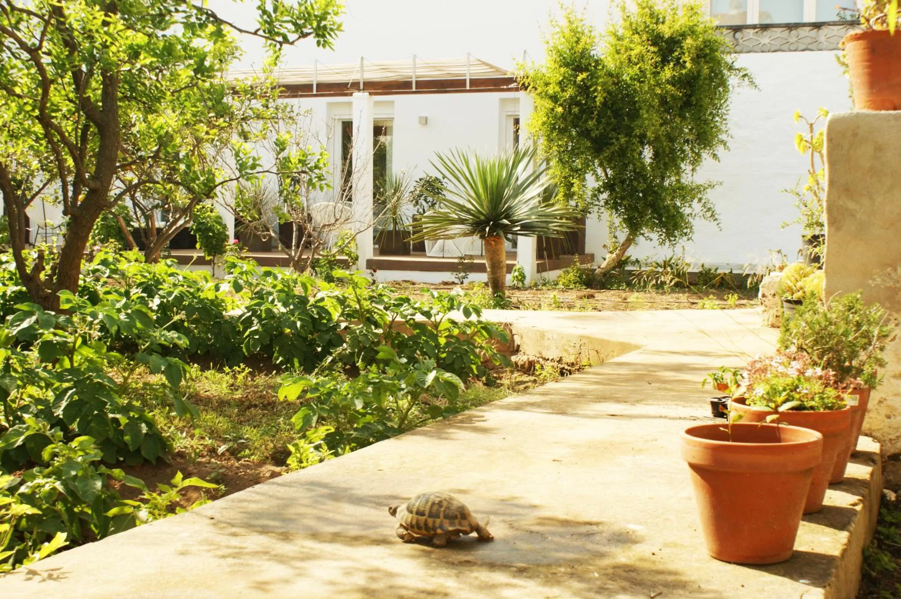 Garden view in Hotel Abril 37