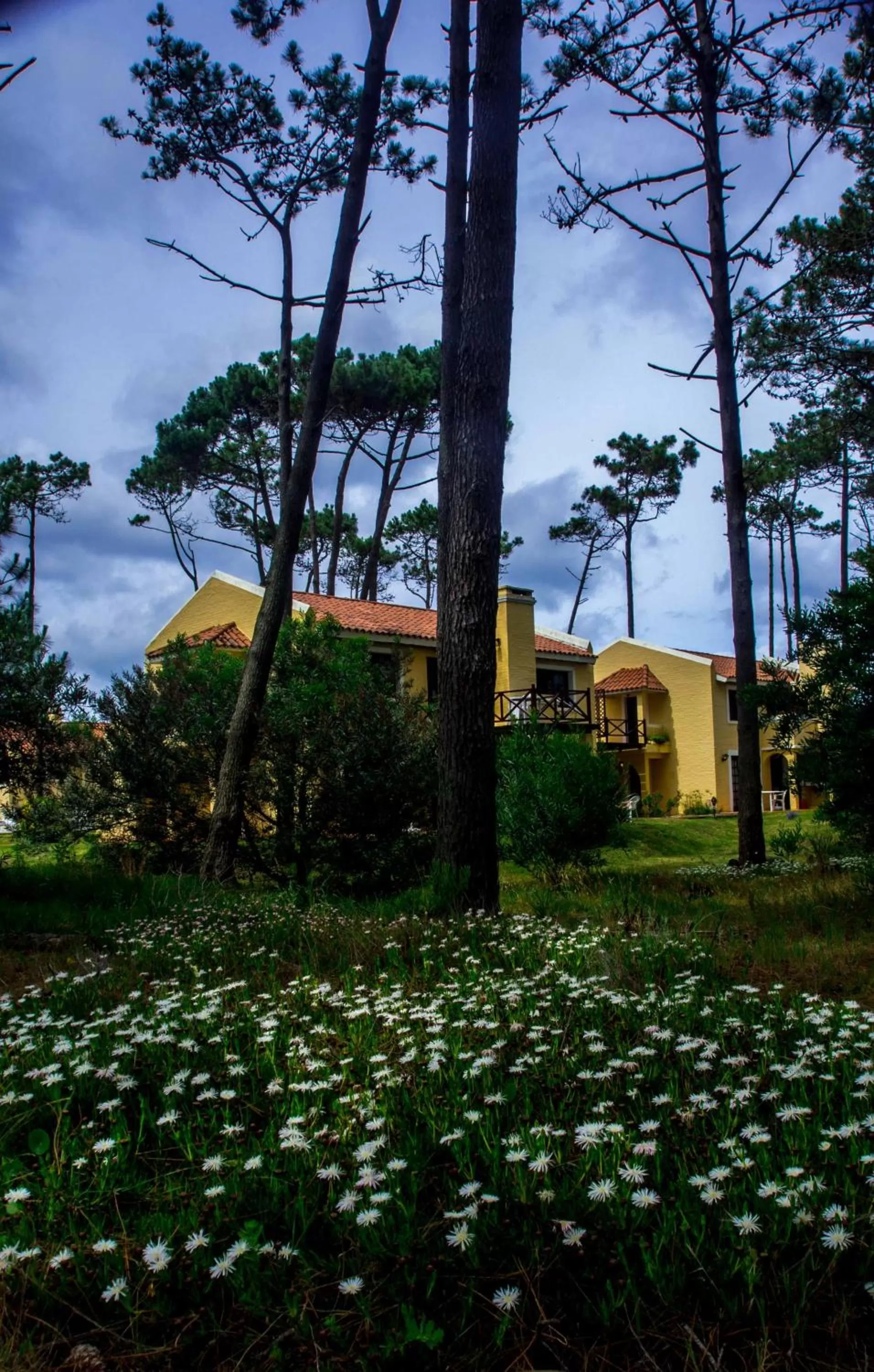 Property Building in Pino Dorado