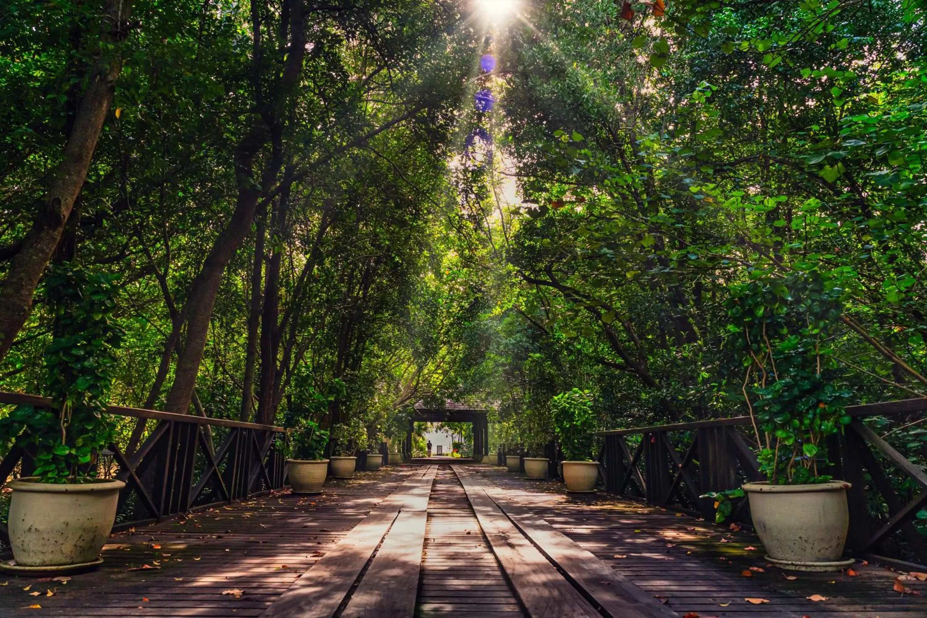 Garden in Rebak Island Resort & Marina, Langkawi 大自然 野生动物与美食爱好者的天堂