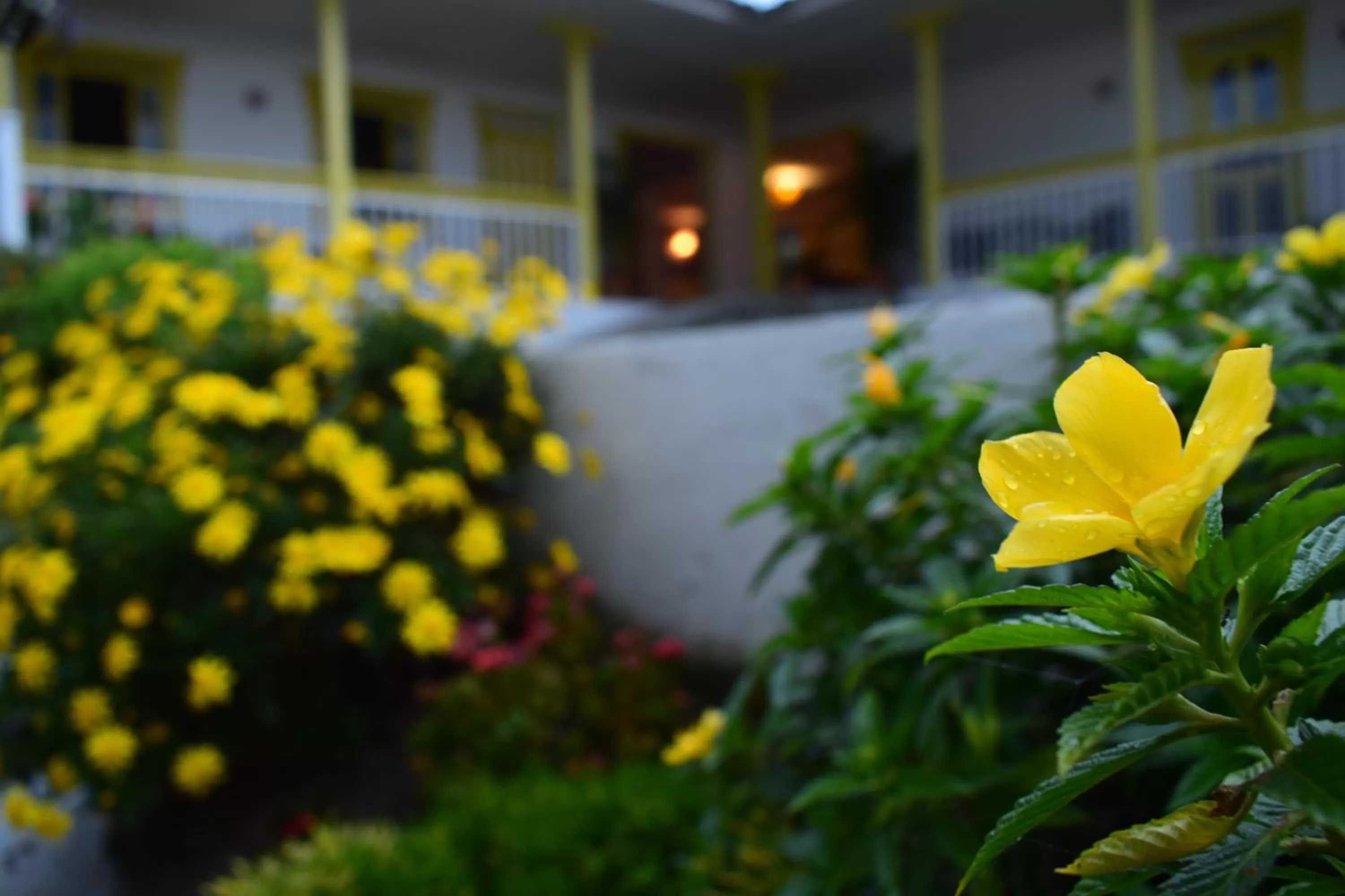Garden in Hotel Salento Plaza
