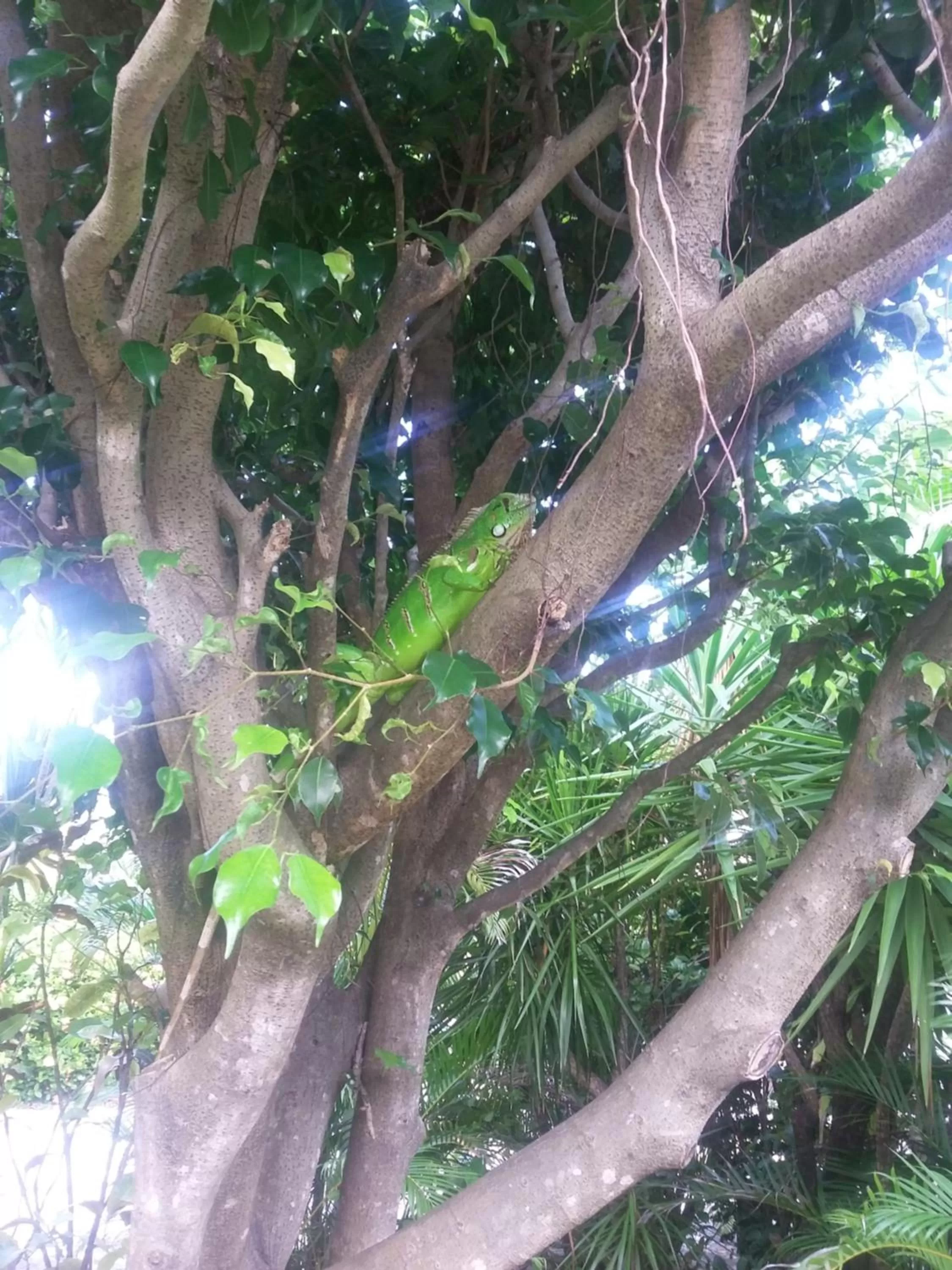 Animals in Pousada Ipitanga IV