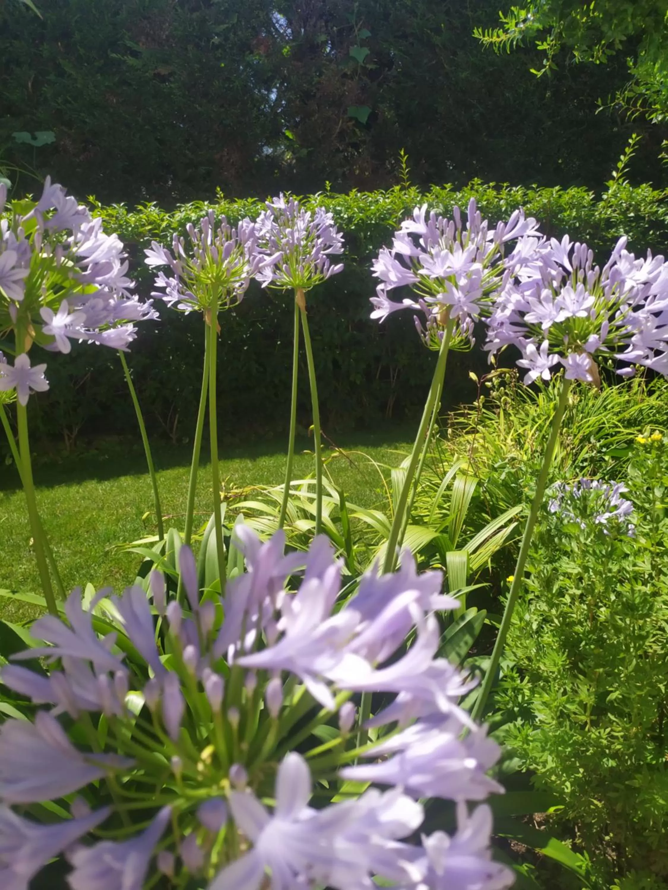 Garden view in Al Casale B&B