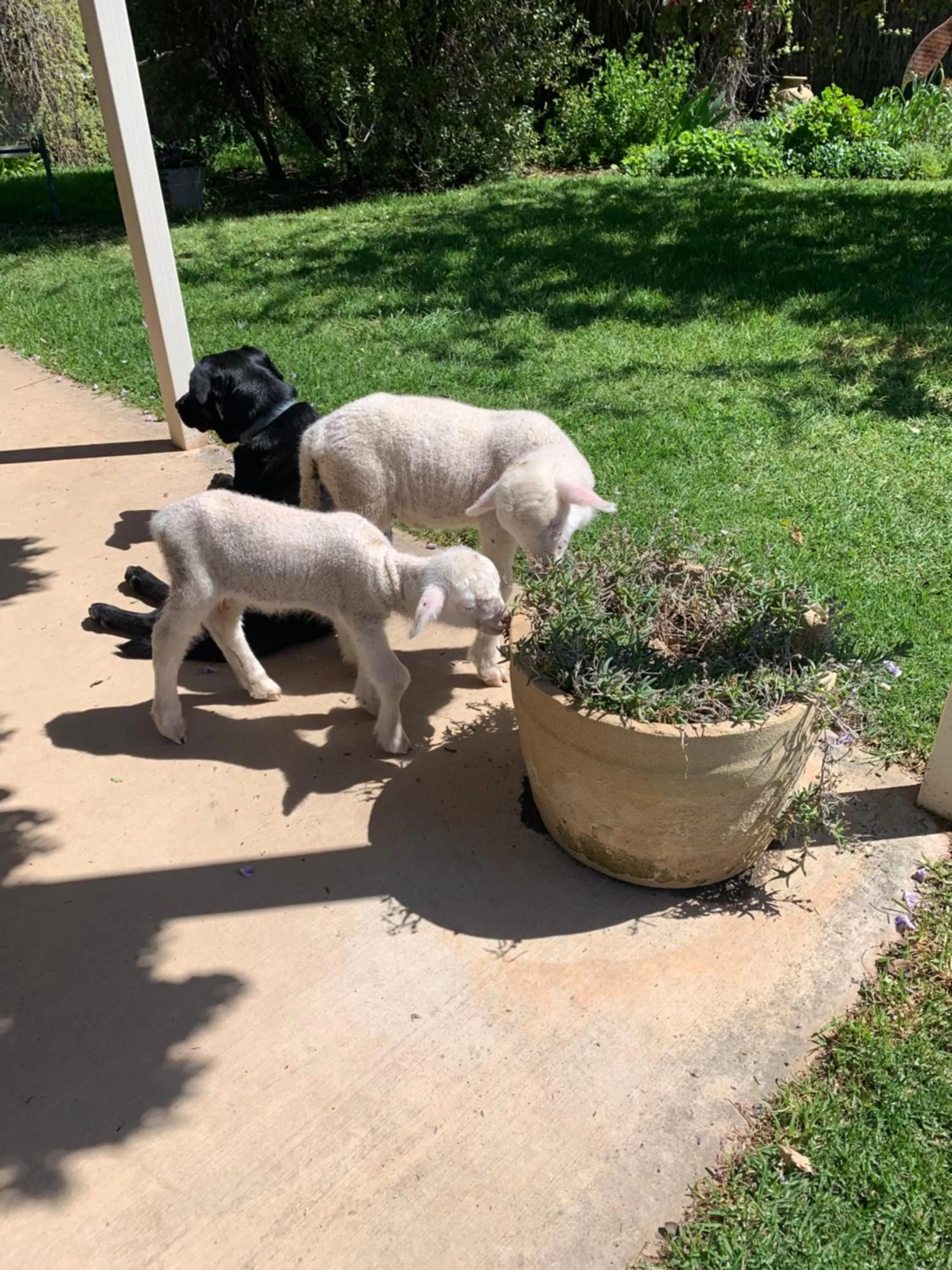 Amazing Views Pet Friendly Bed and Breakfast