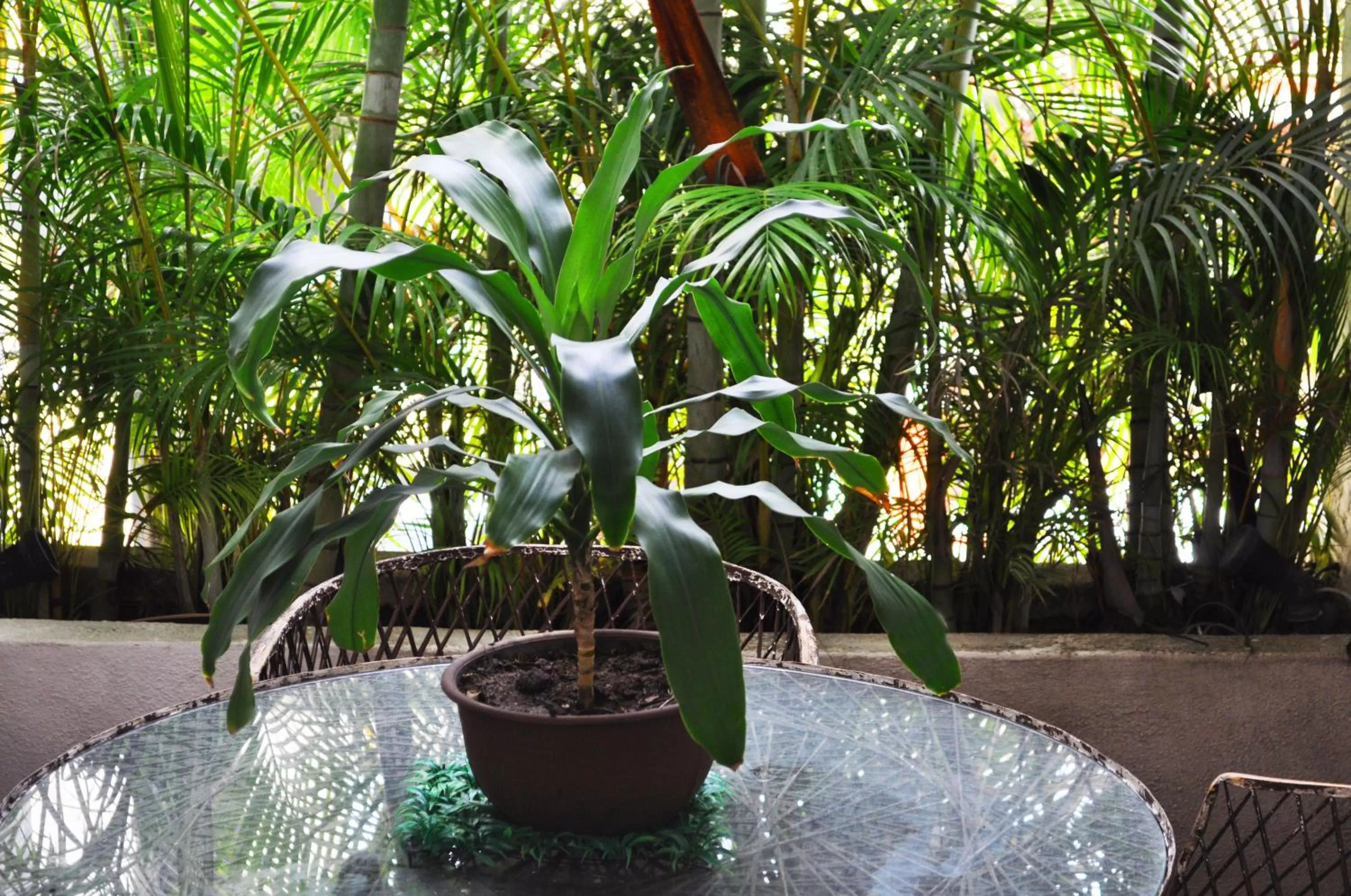 Garden in Hotel Hacienda de Vallarta Centro