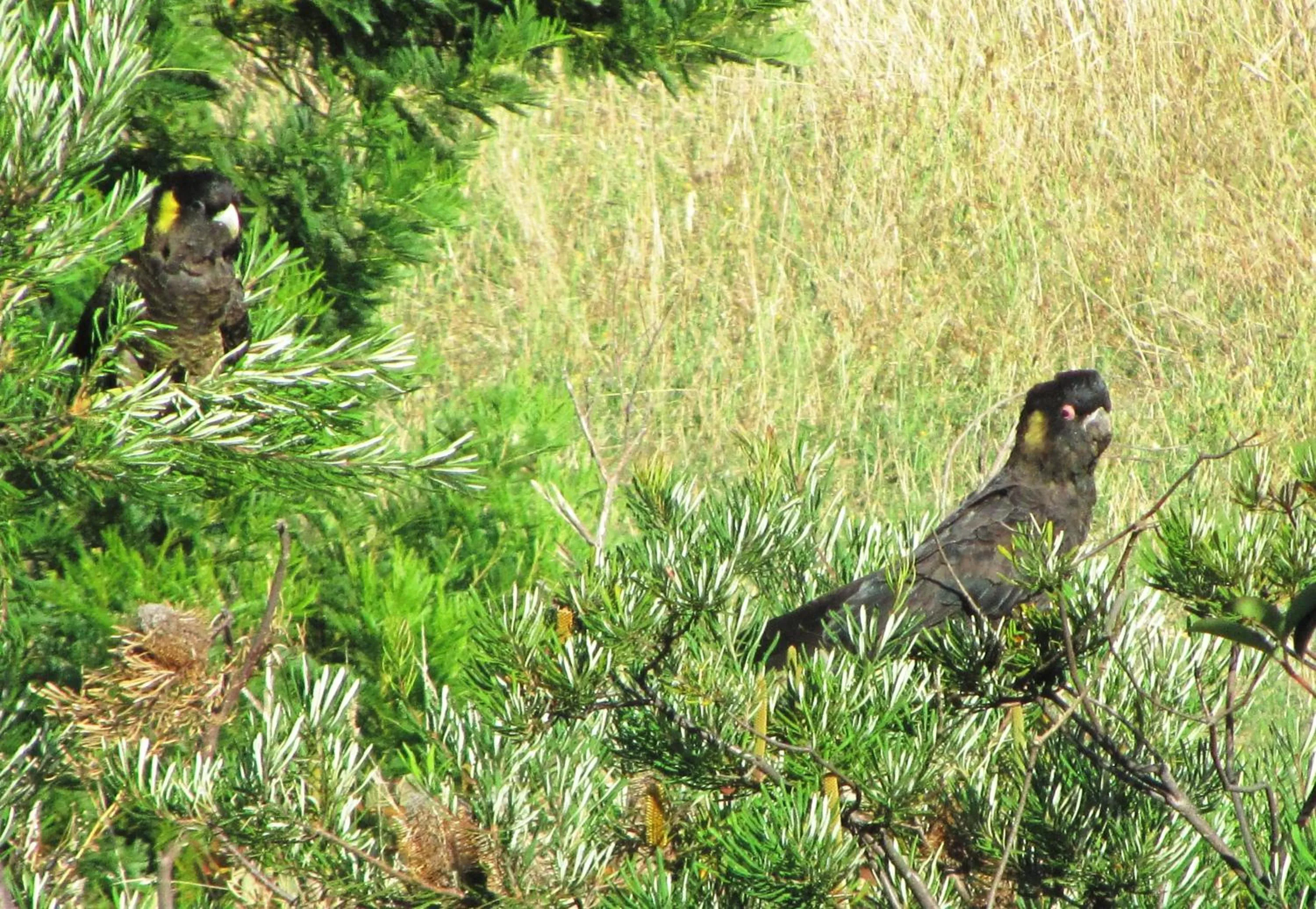Animals in Amble at Hahndorf