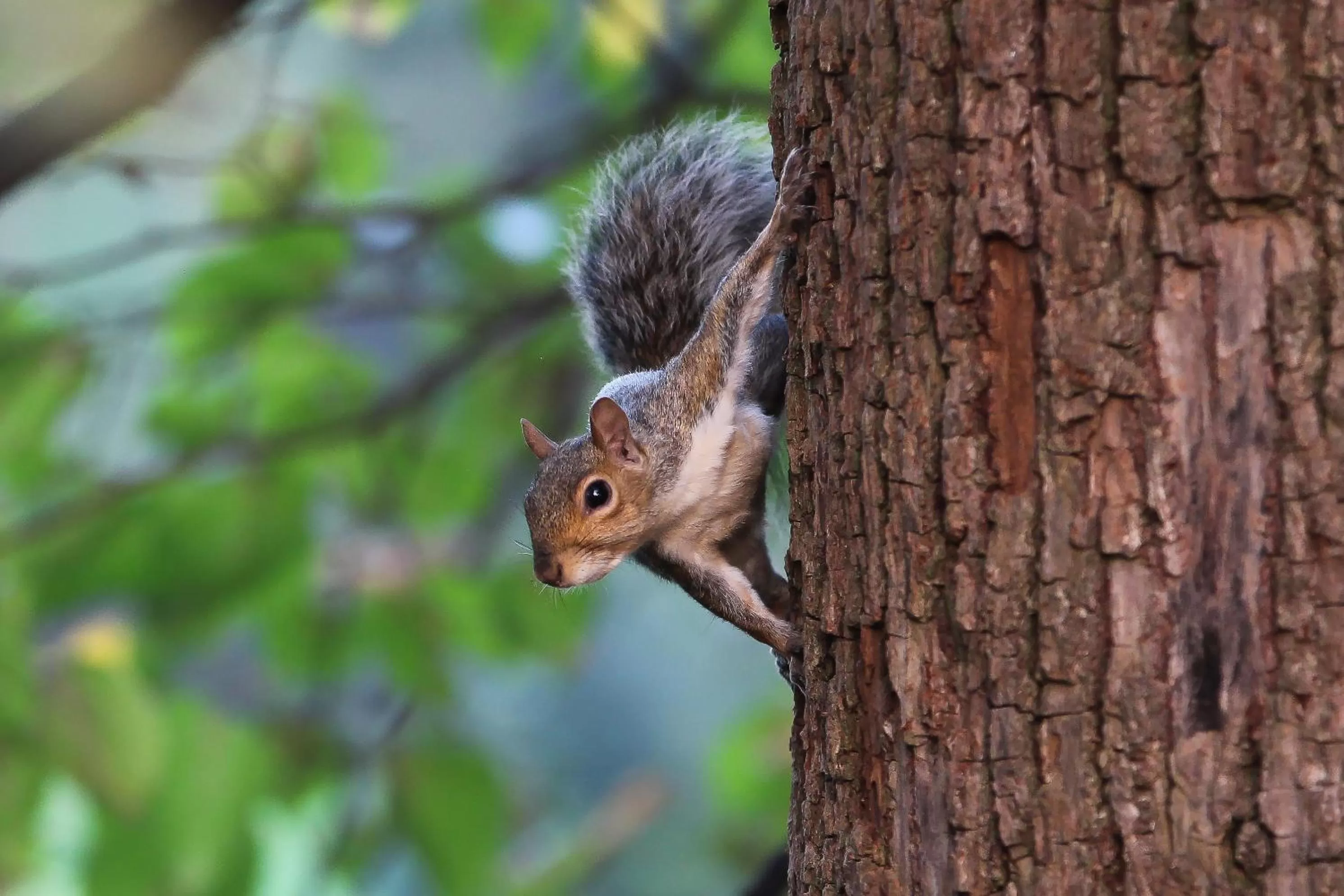 Animals in Agriturismo Il Torrione