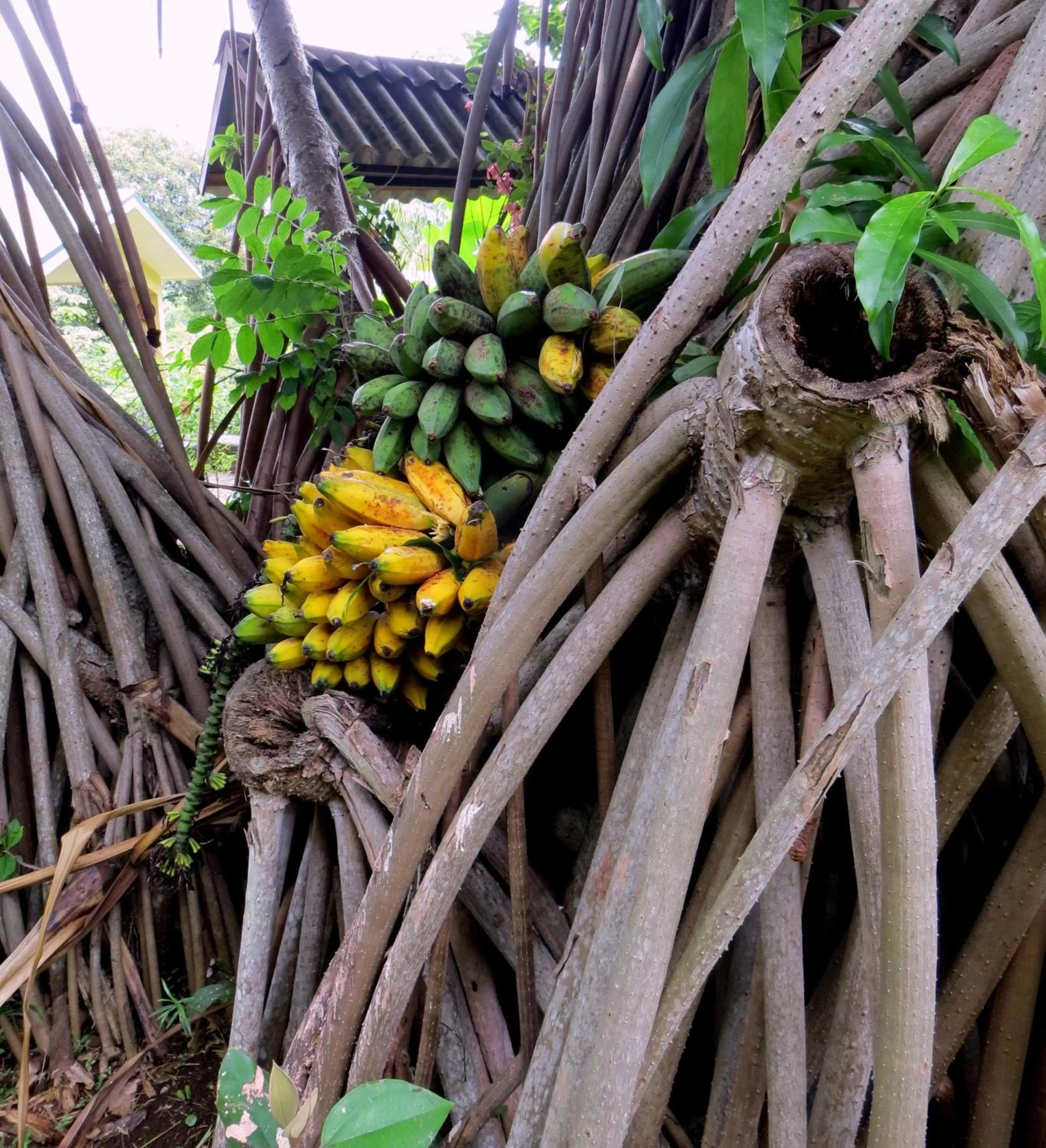 Decorative detail in Pura Vida Hotel