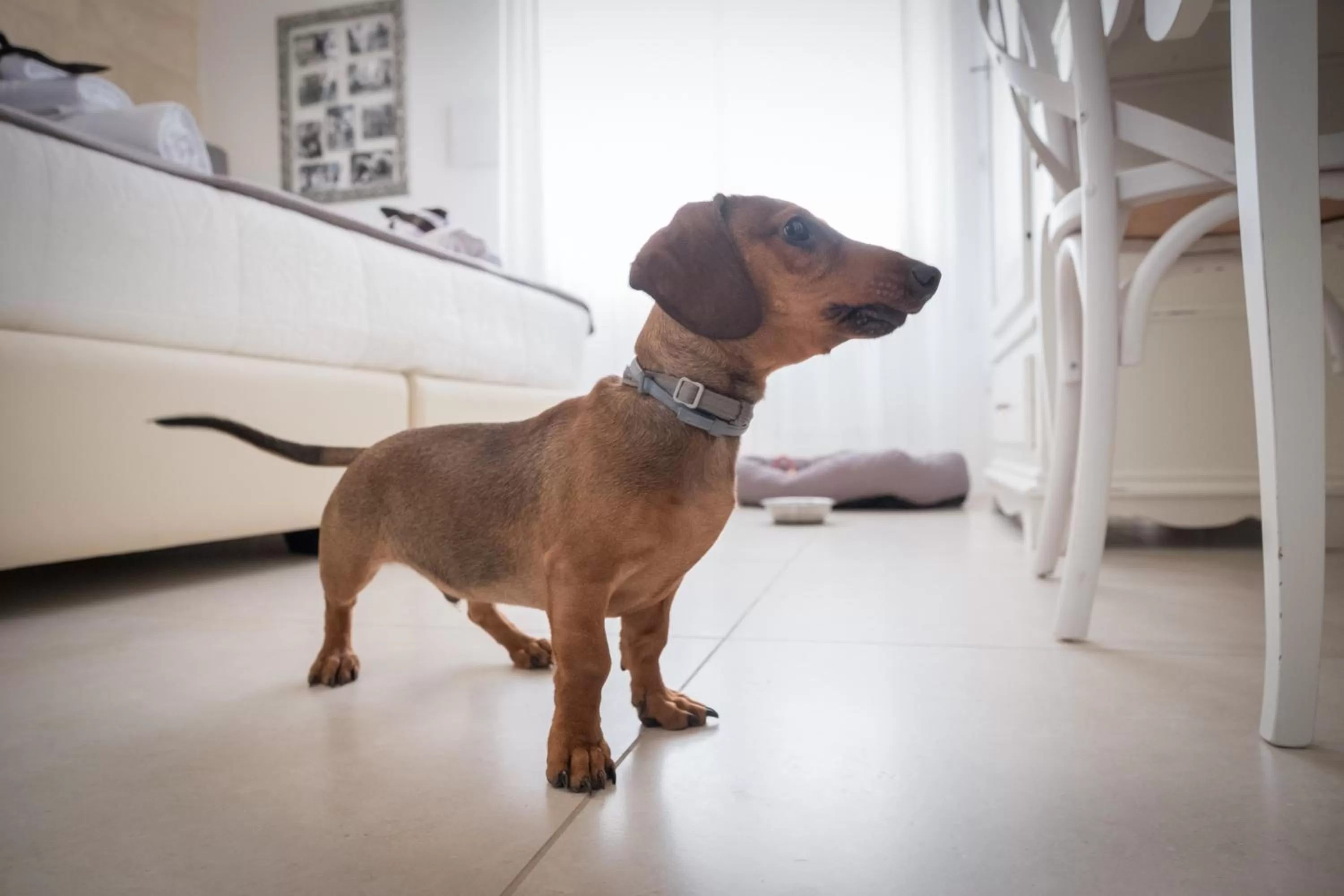 Pets in Amatè Suite