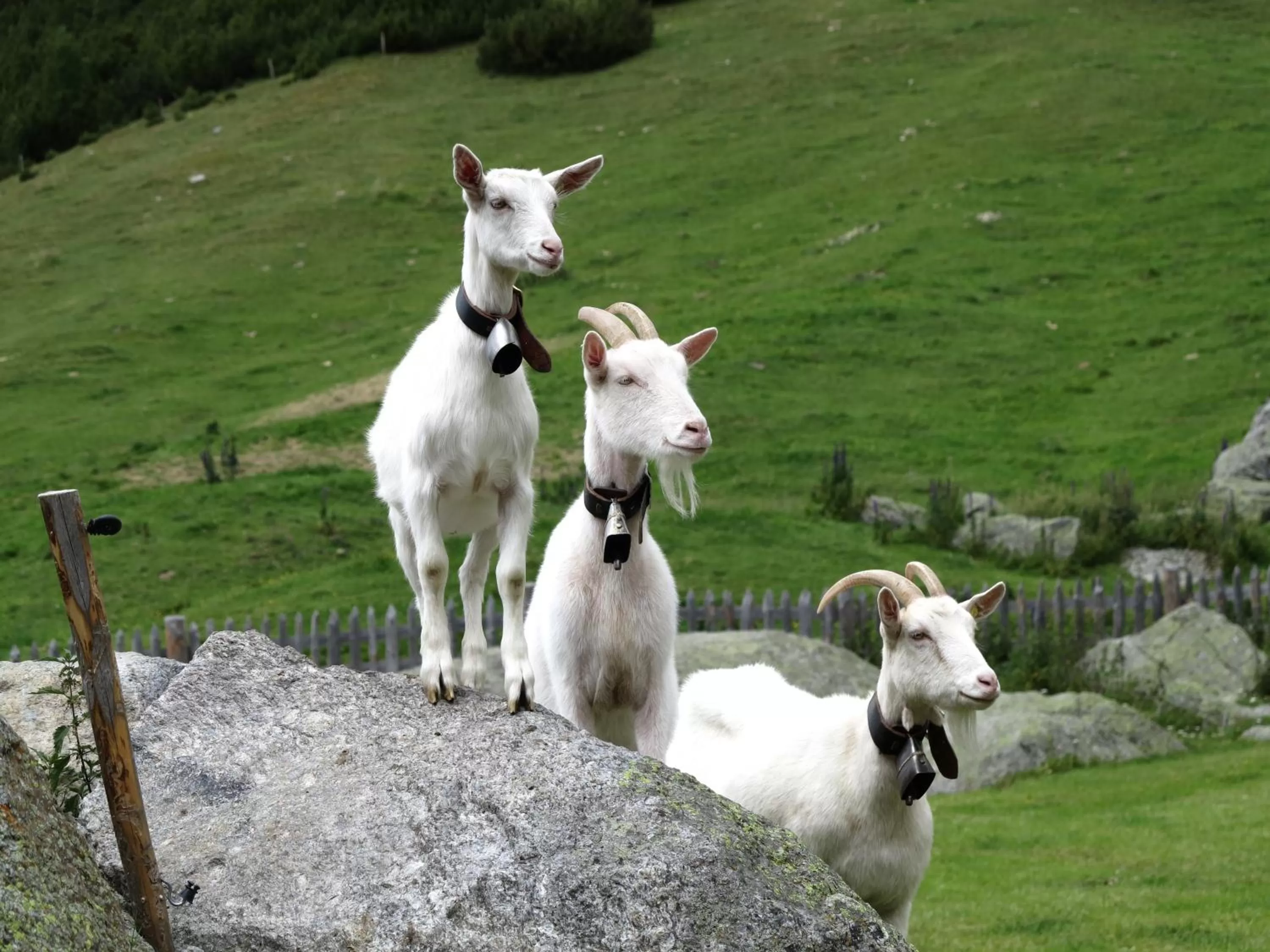 Animals, Pets in Alpengasthof Norbertshöhe Superior