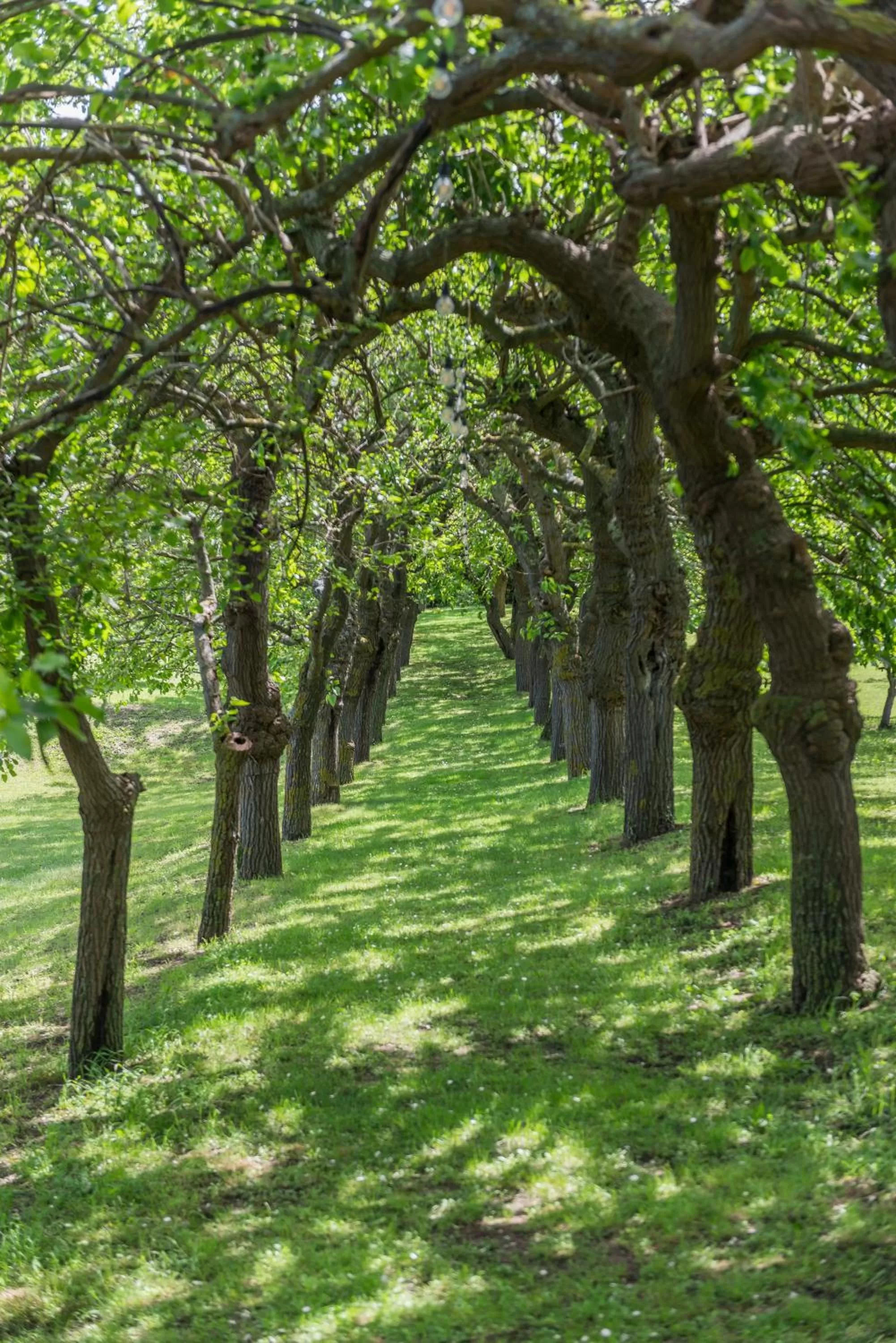 Garden in Collina dei Poeti