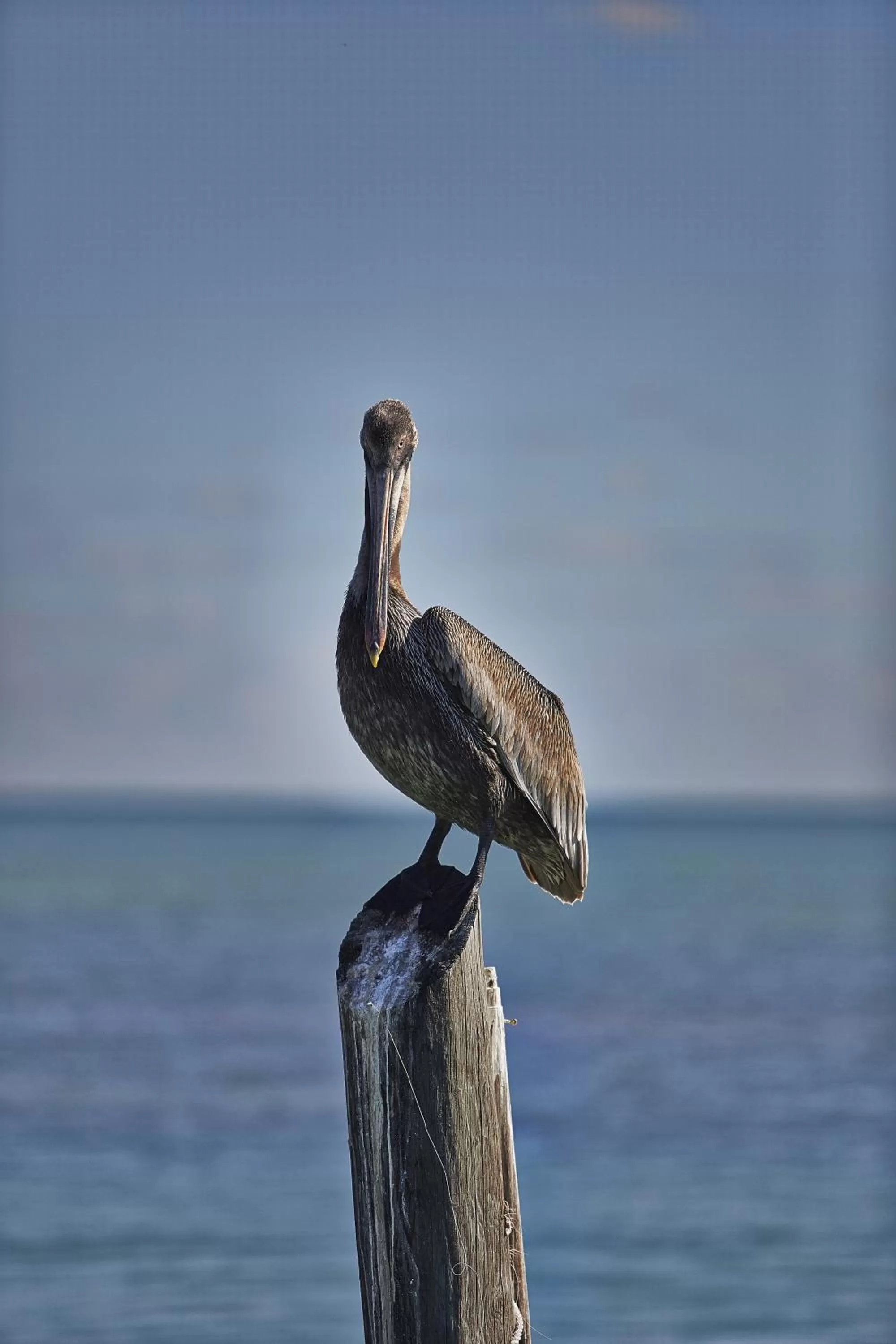Animals in Seascape Resort & Marina