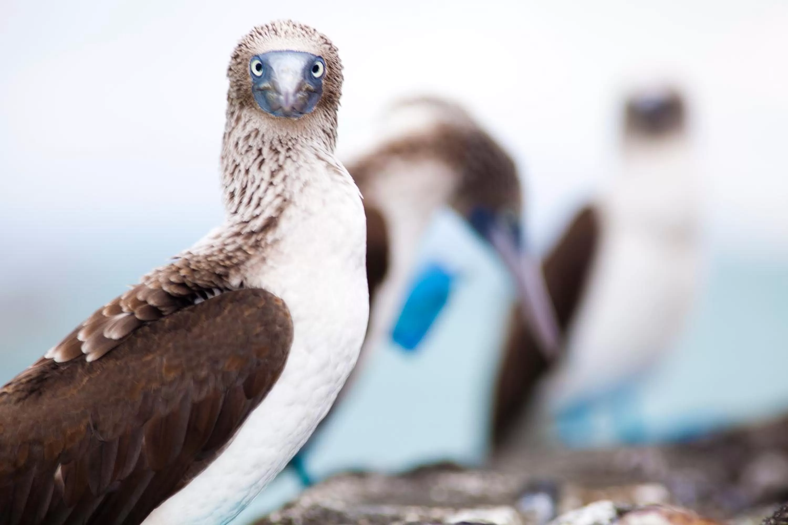 Facade/entrance in Hotel Solymar