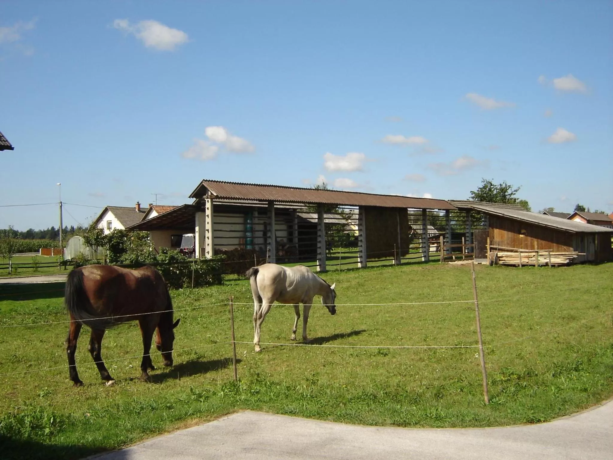 Animals in Rooms & Apartments Jana