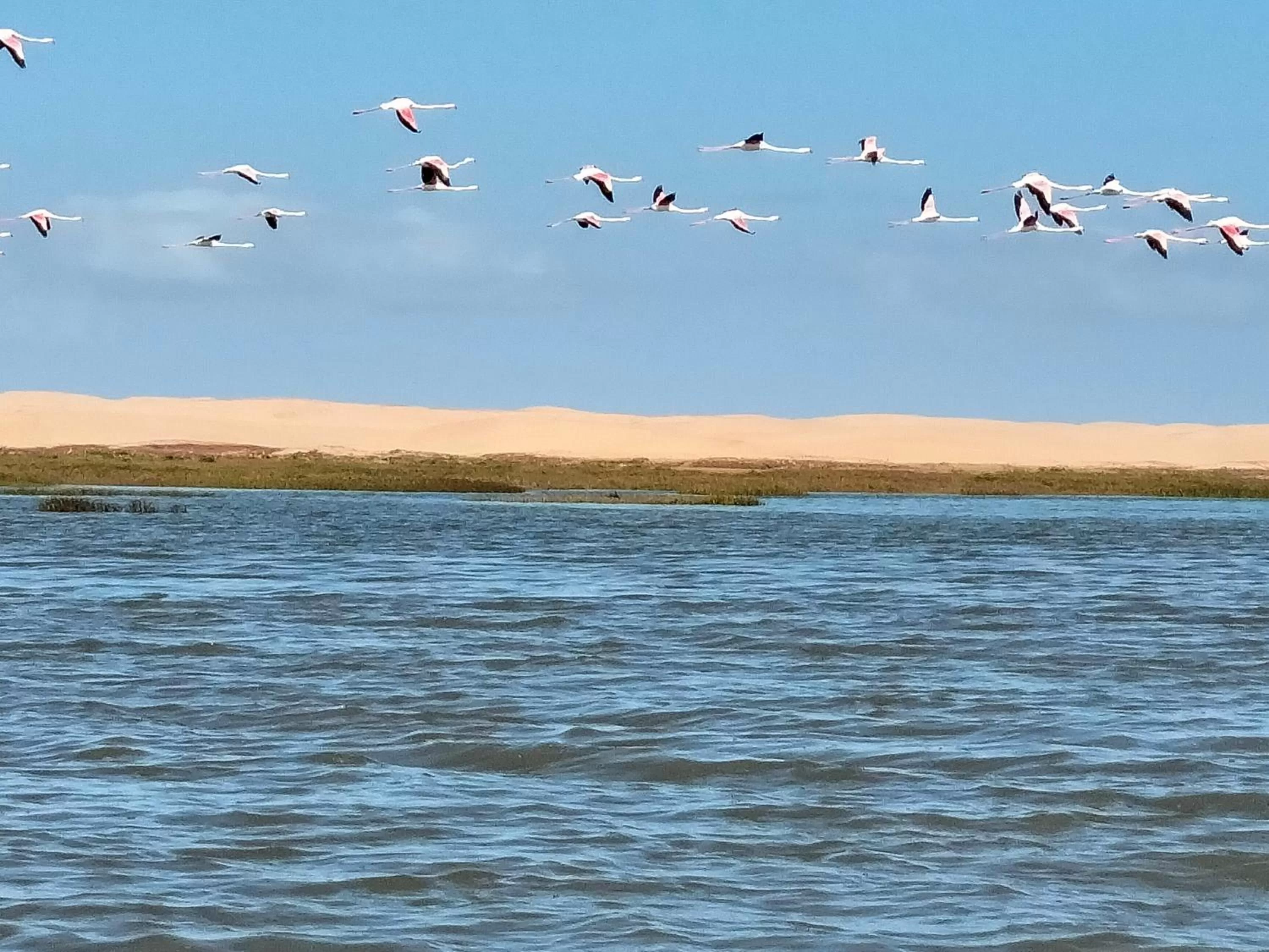 Other Animals in Hotel El ghazi