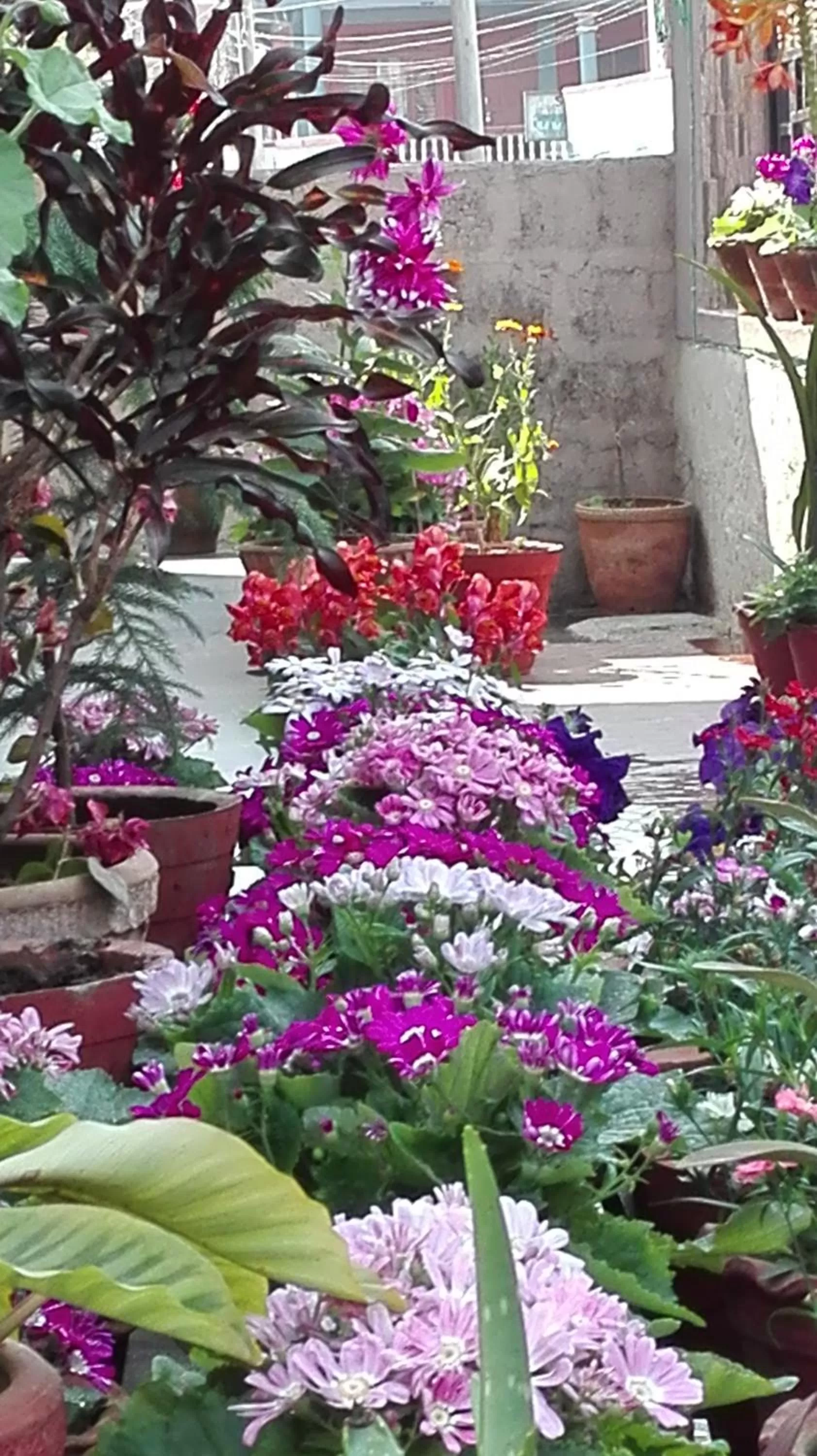 Property building in Hotel Buttercup