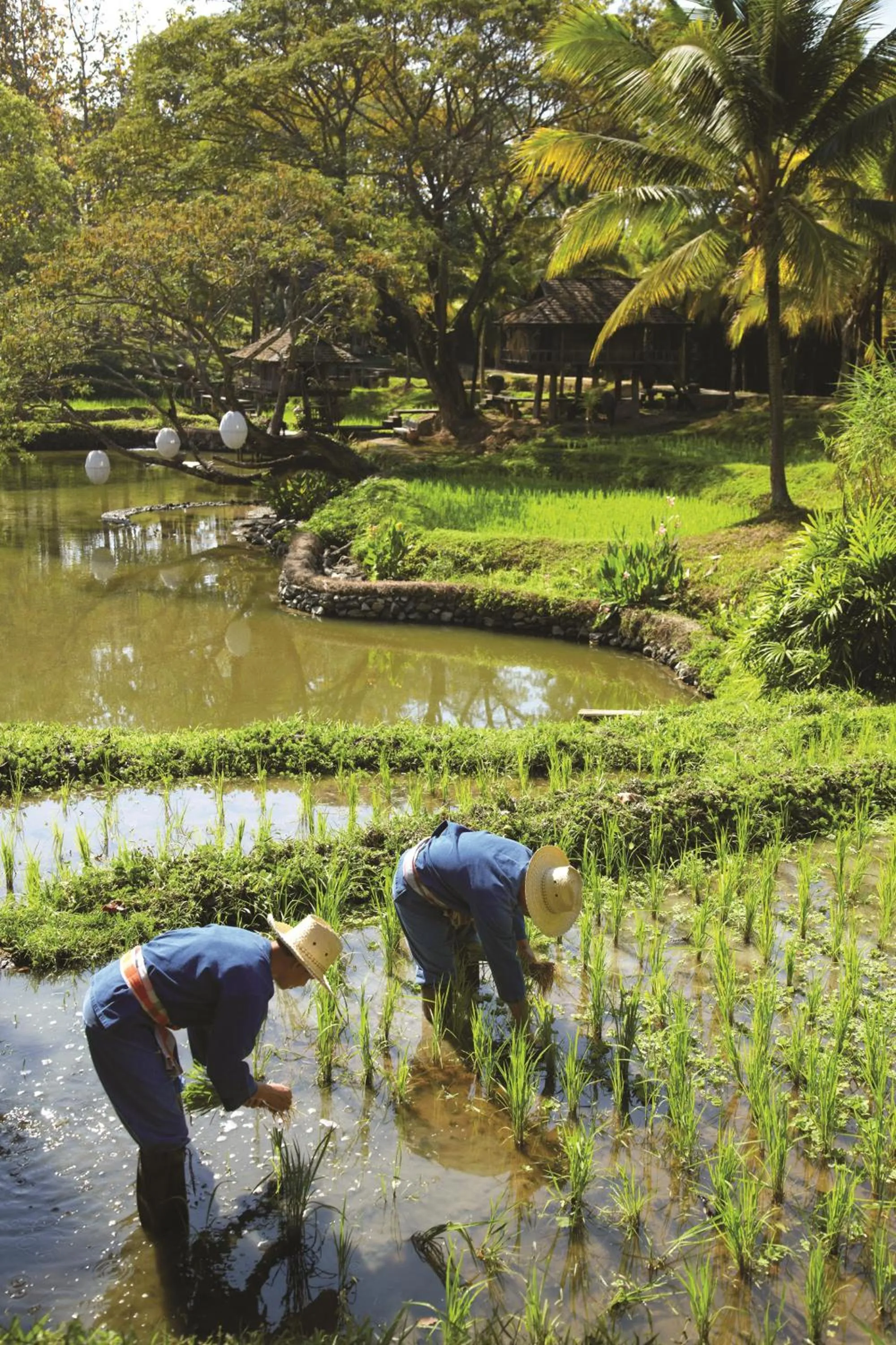 Activities in Four Seasons Resort Chiang Mai