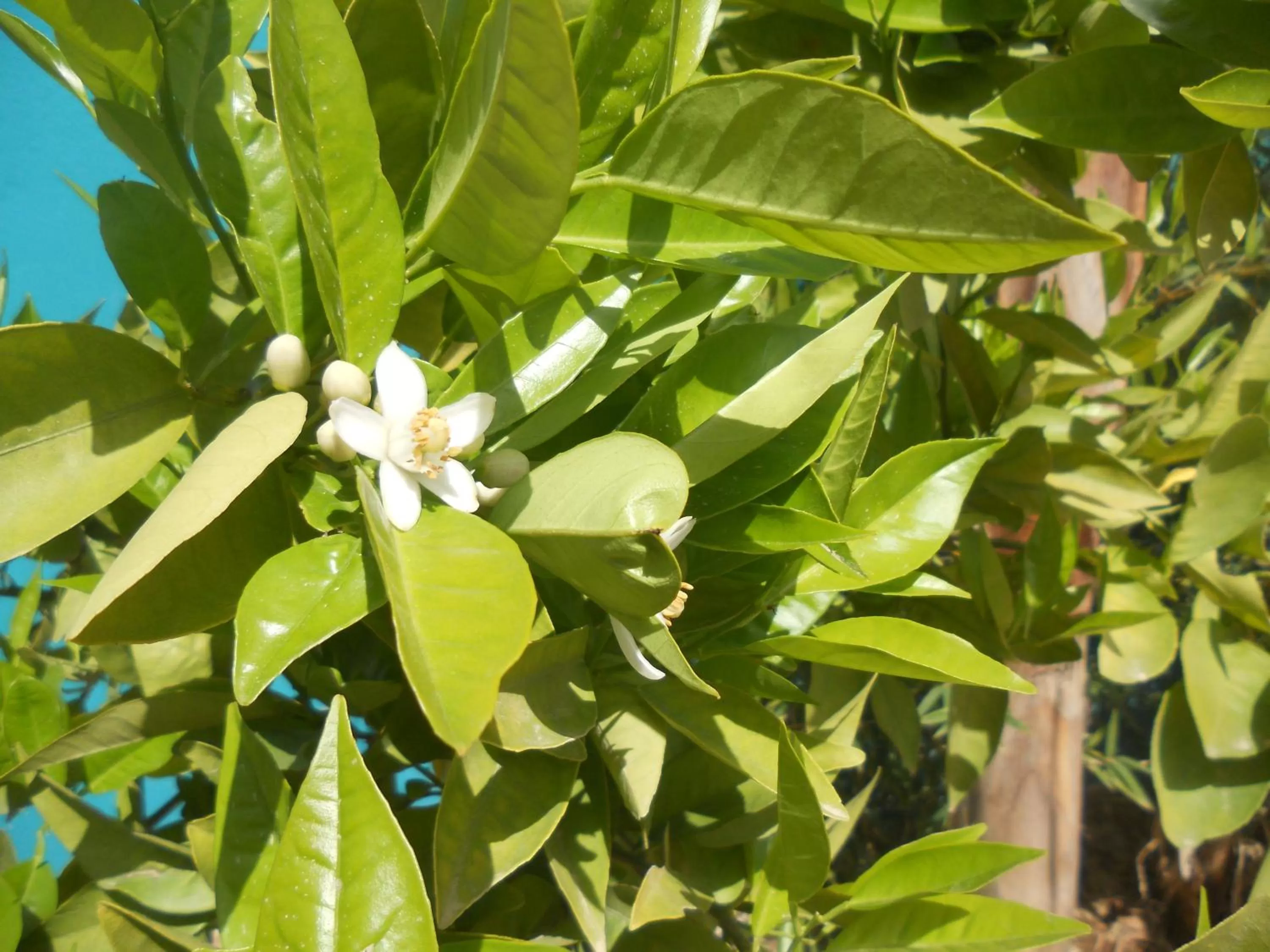 Garden view in Riad Passiflora