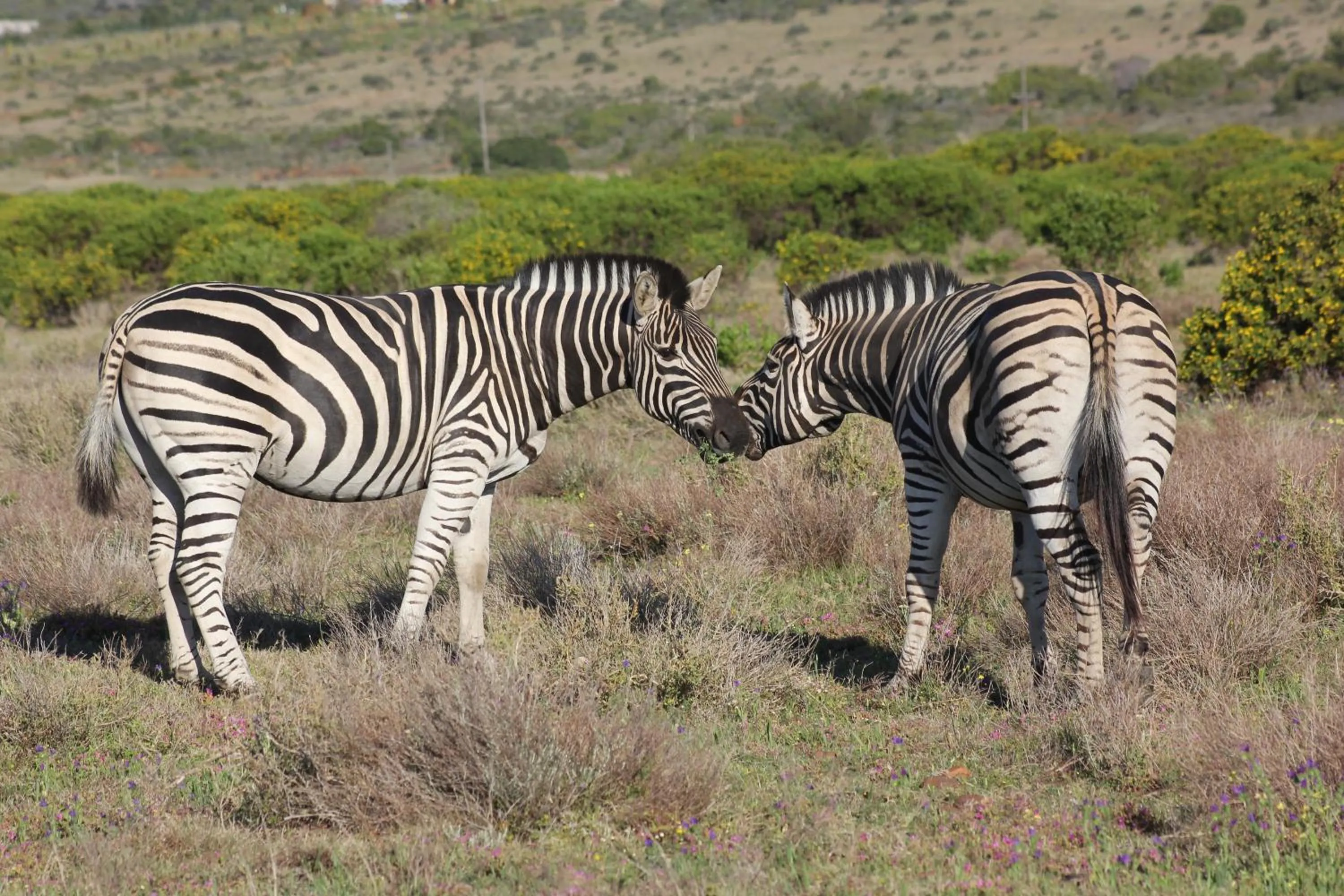 View (from property/room) in Garden Route Game Lodge