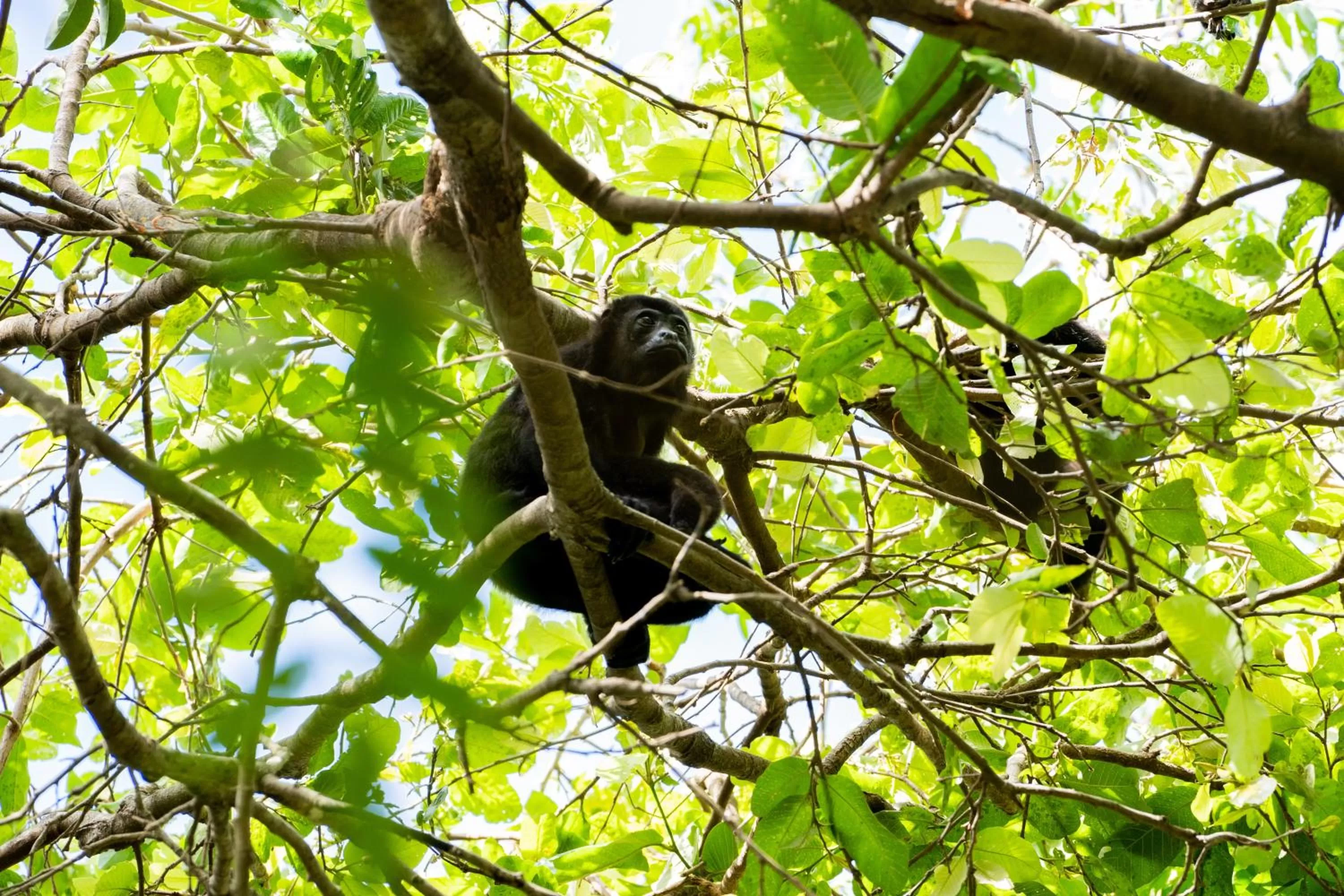 Other Animals in Antema Lodge Secteur Tamarindo, piscine, yoga, gym, jungle et paix