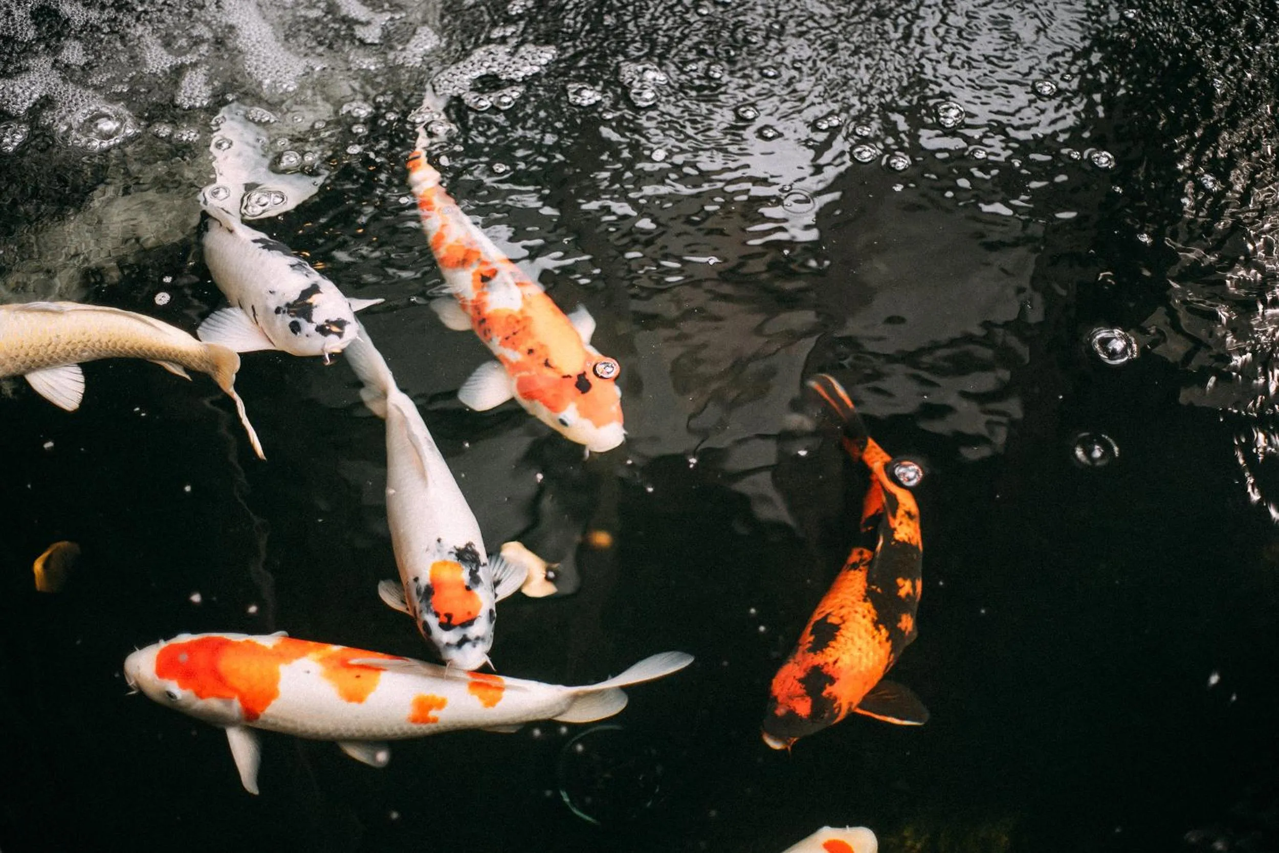 Pets in Gord ChiangMai Hotel