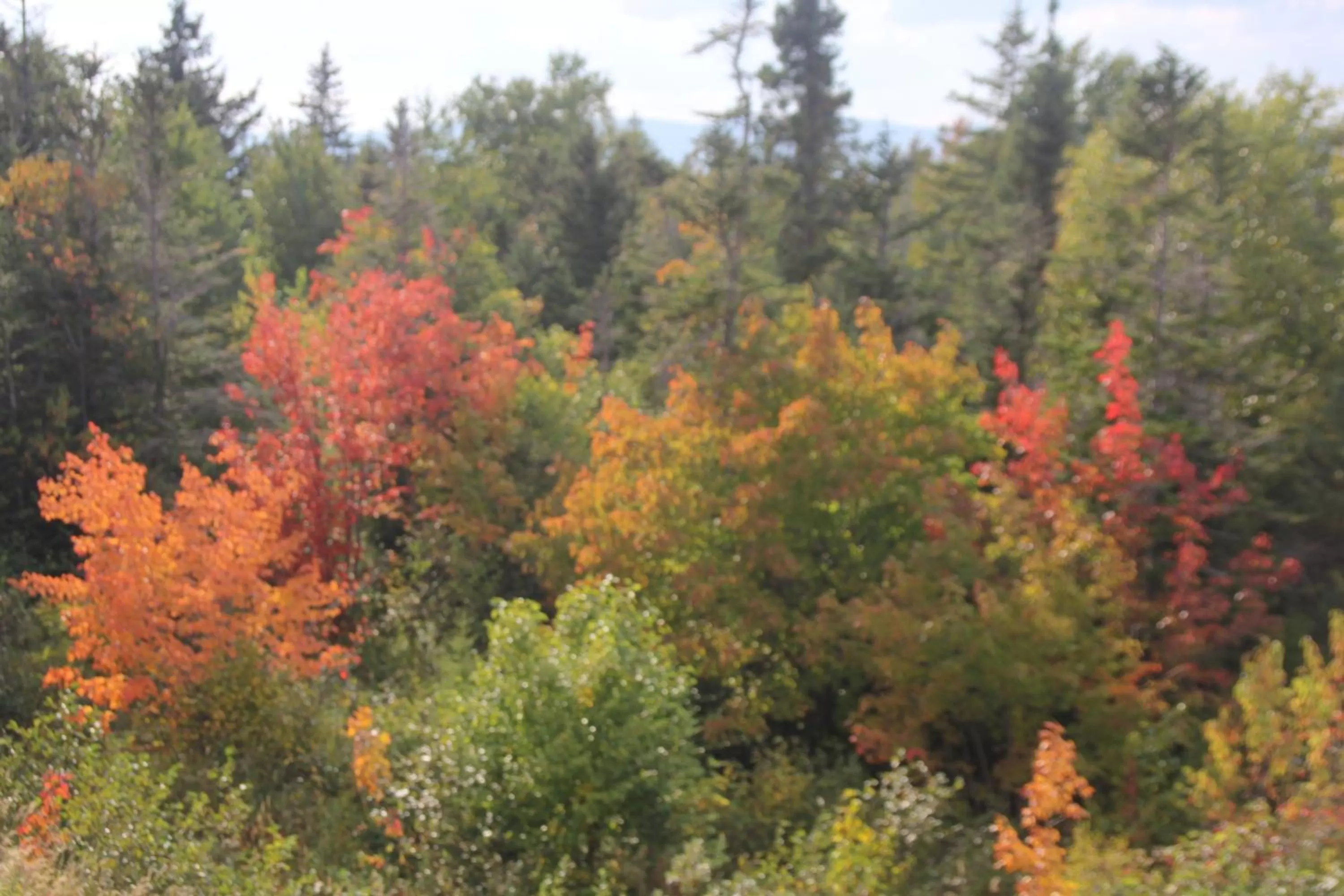 Other in Holiday Inn Express Deer Lake, an IHG Hotel